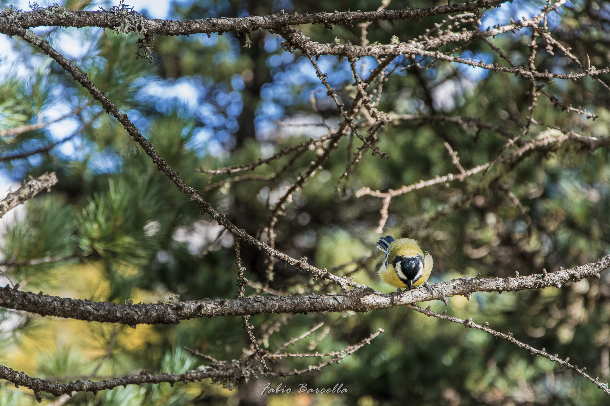 "Passerotto" don't go away!!