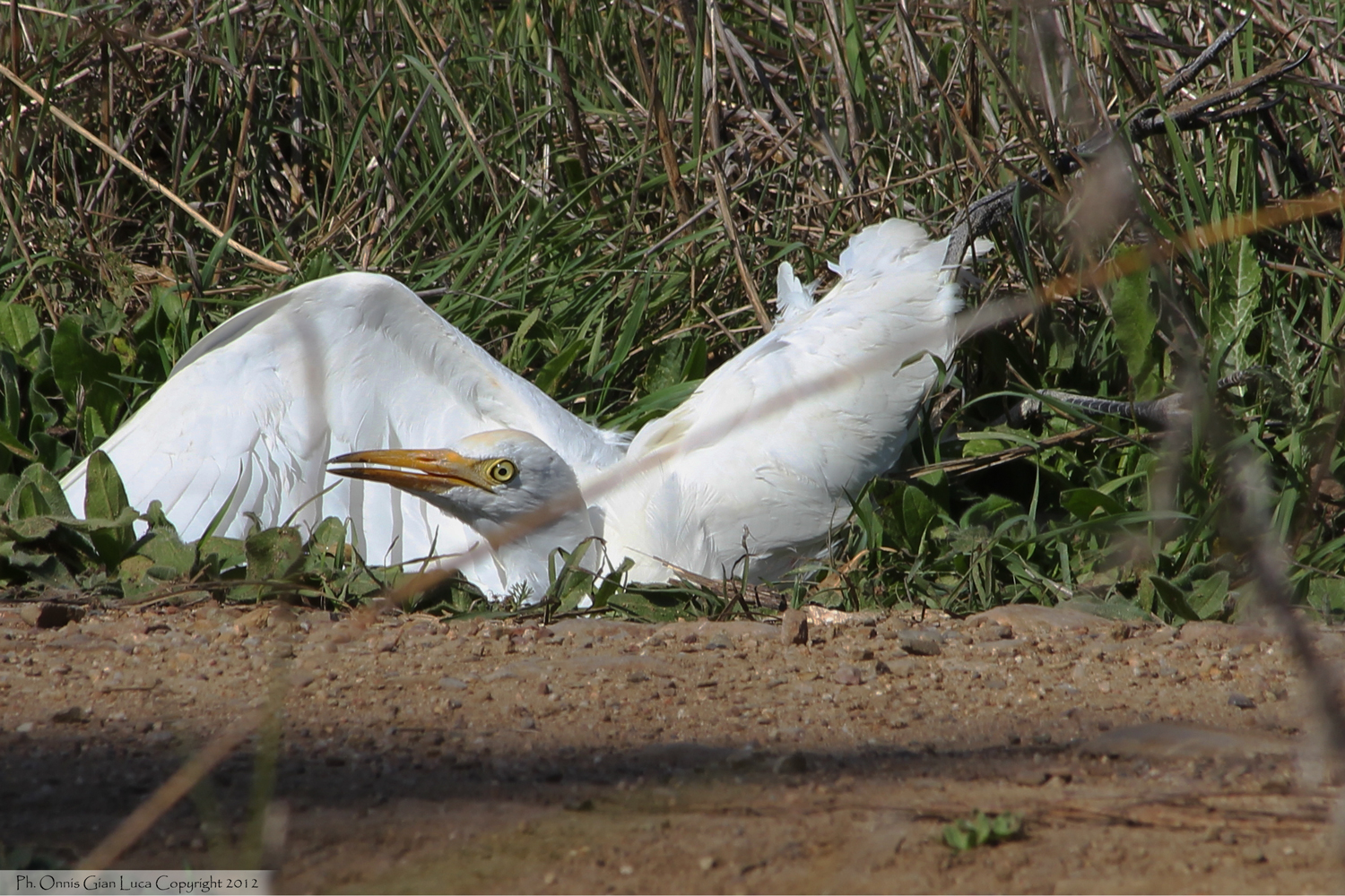 White Heron landed from Poiana