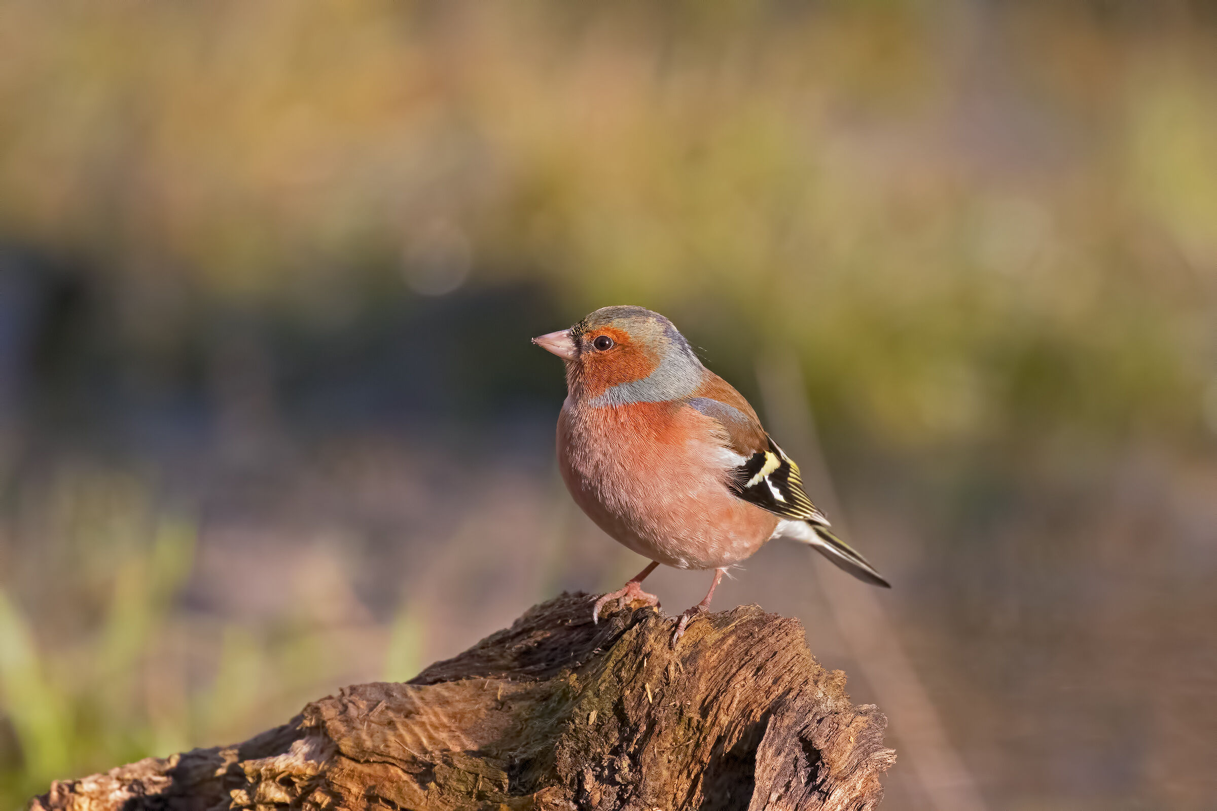 Chaffinch
