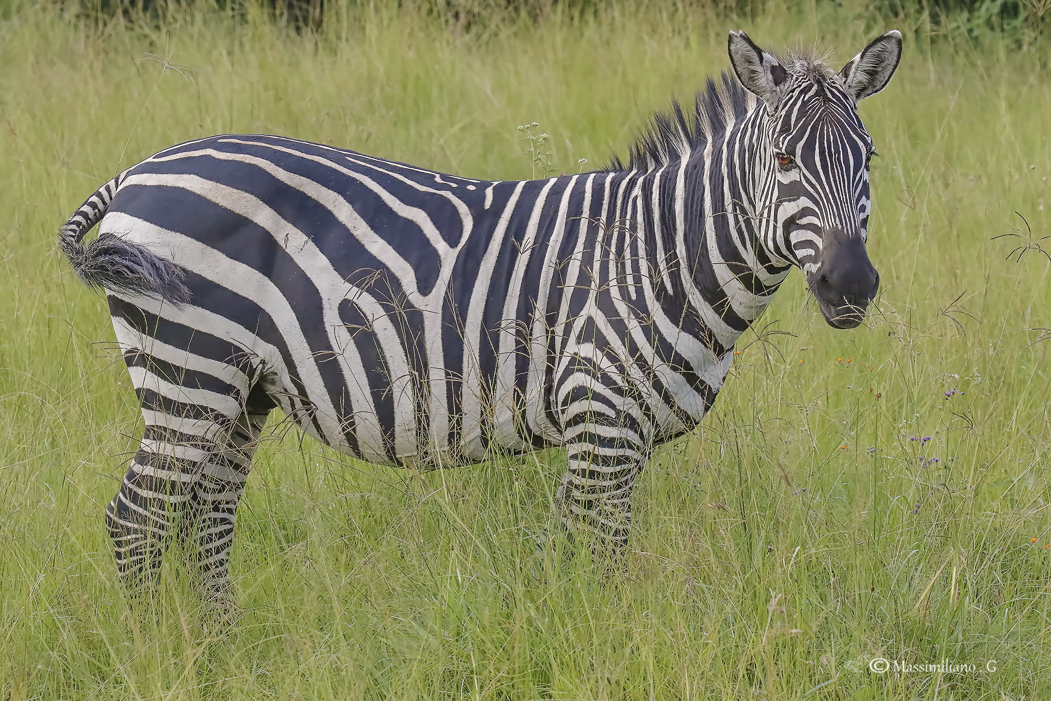 Zebra