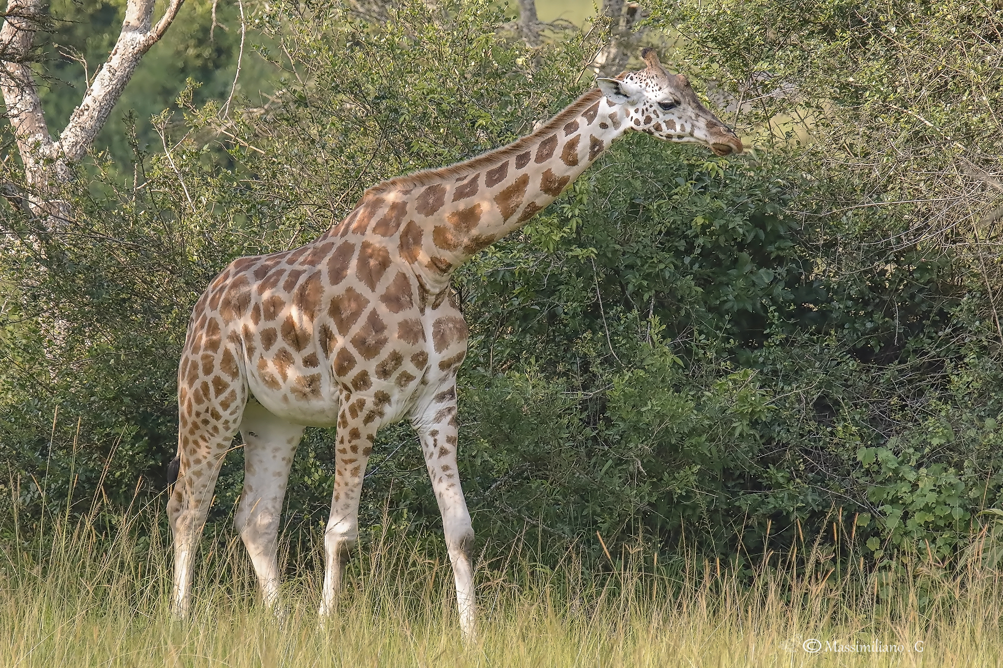 Giraffa