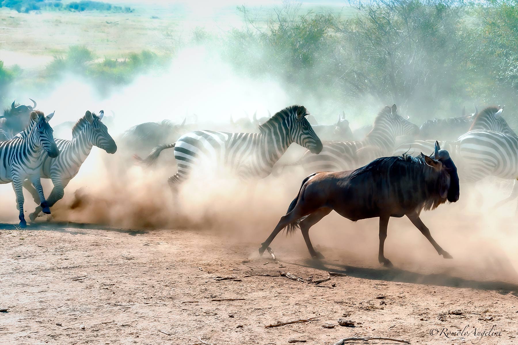Animali in fuga a  ...  Zampe Levate !