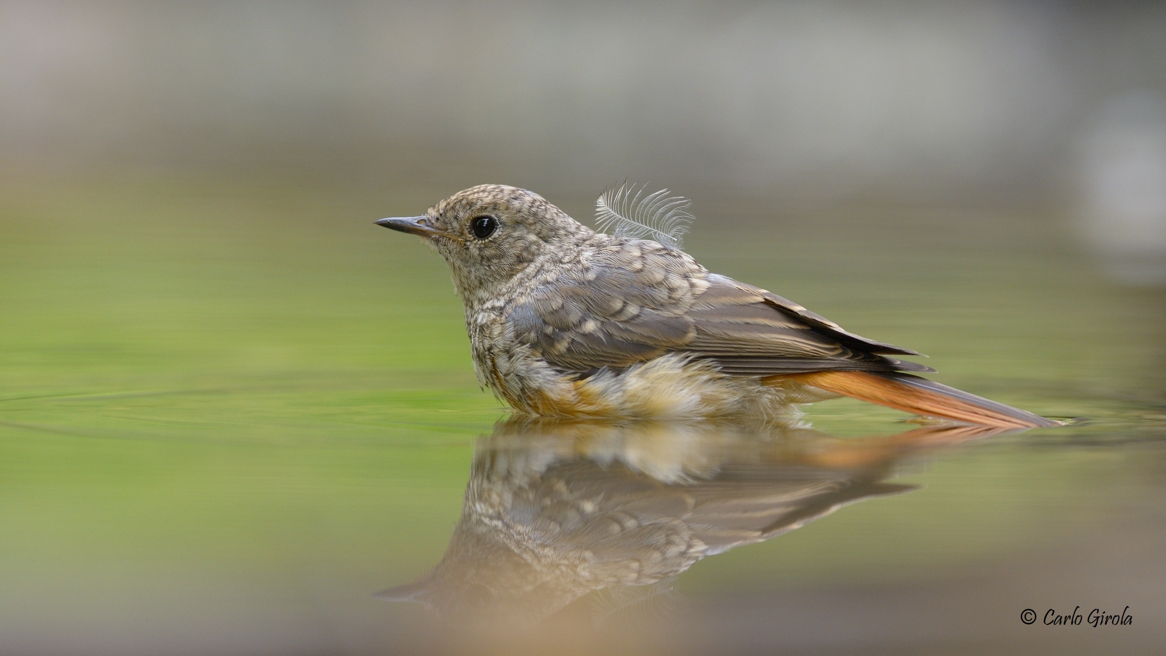 Codirosso (Phoenicurus phoenicurus)