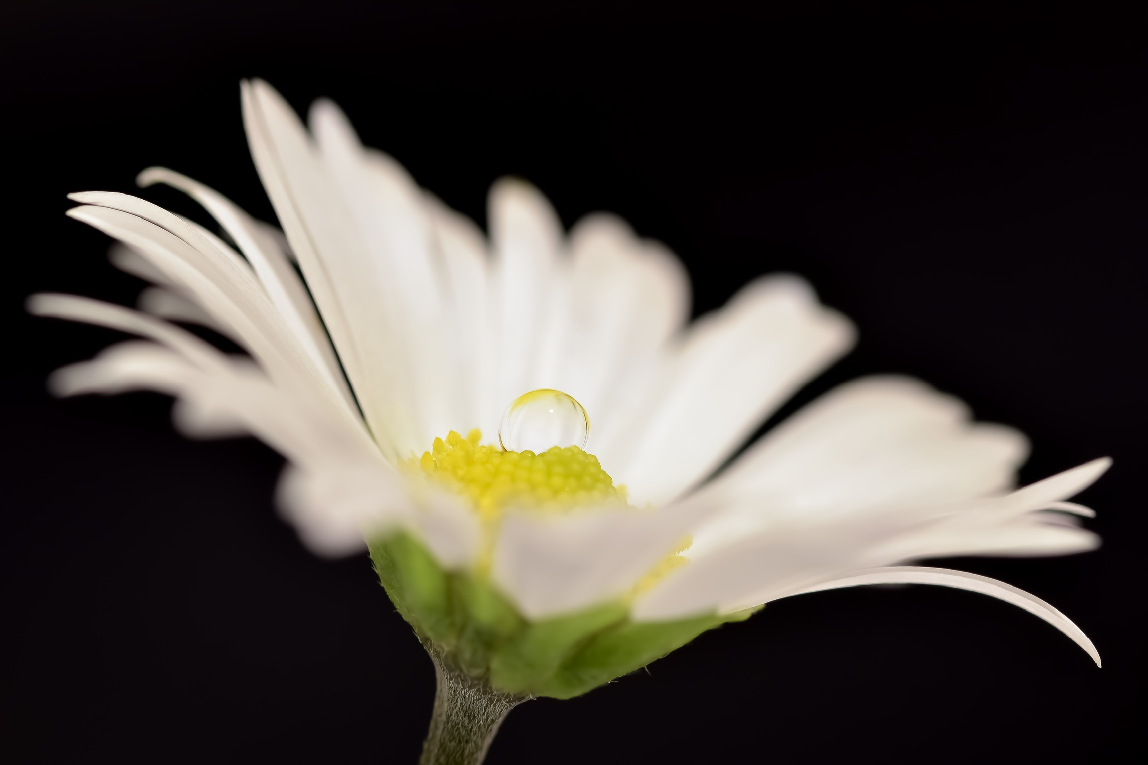Daisy drop