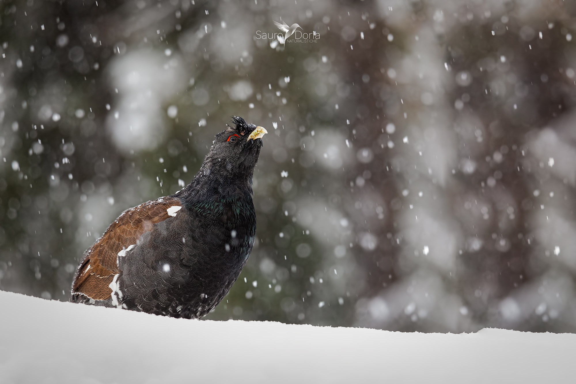 Cedrone under heavy snowfall