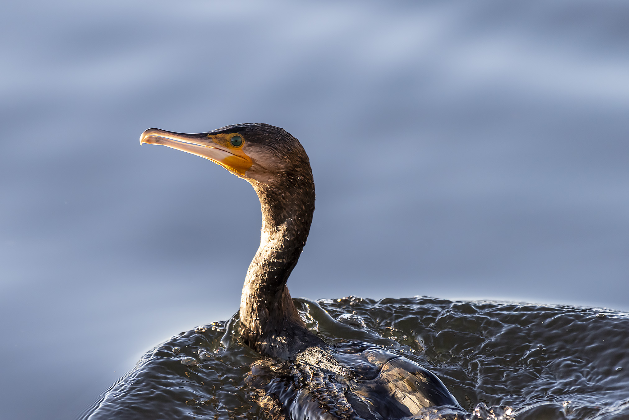 Cormorant