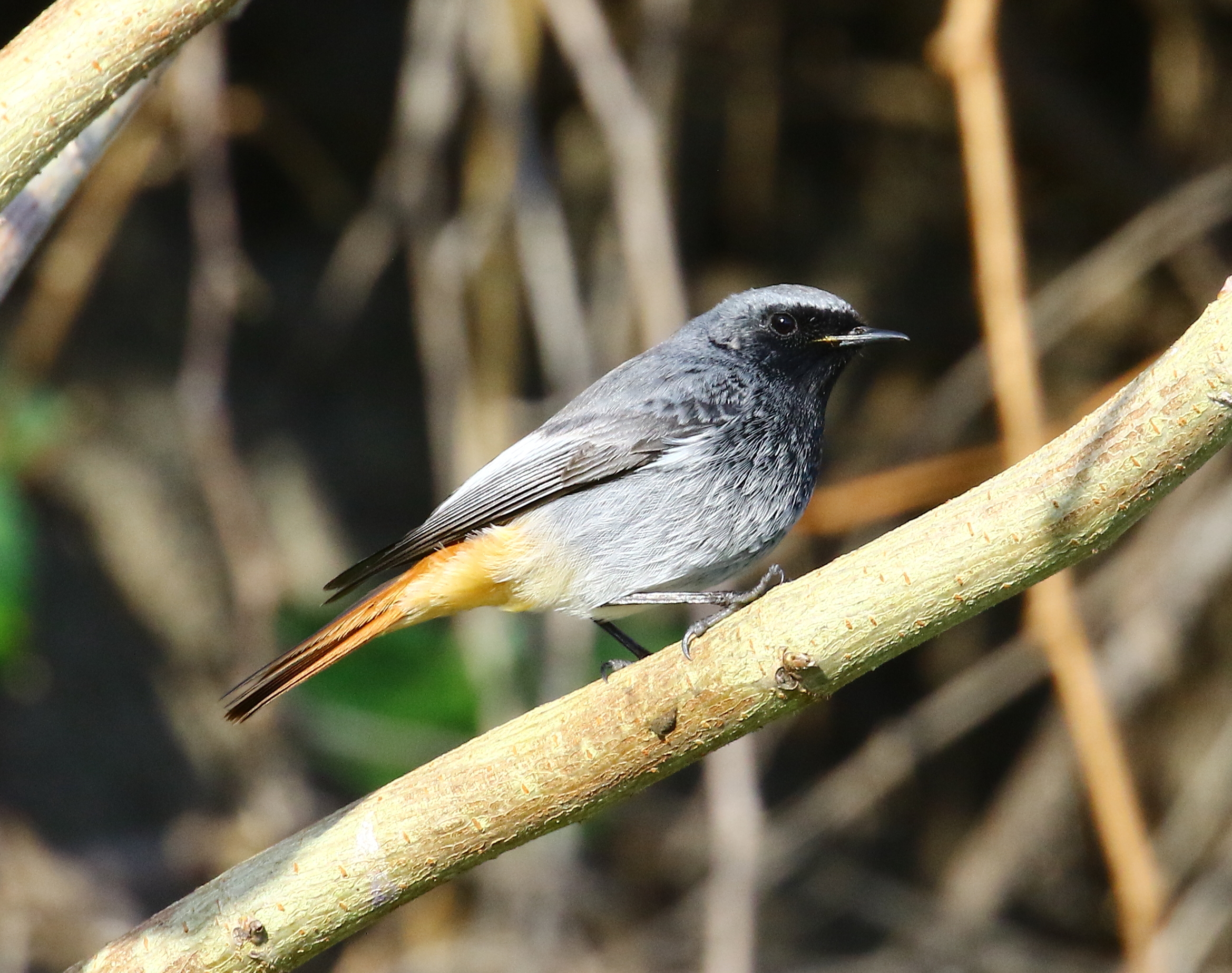 Red chimney sweep, male