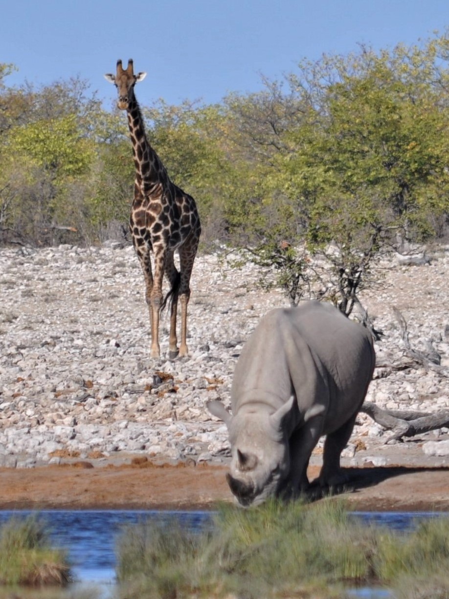 incontri all'abbeverata