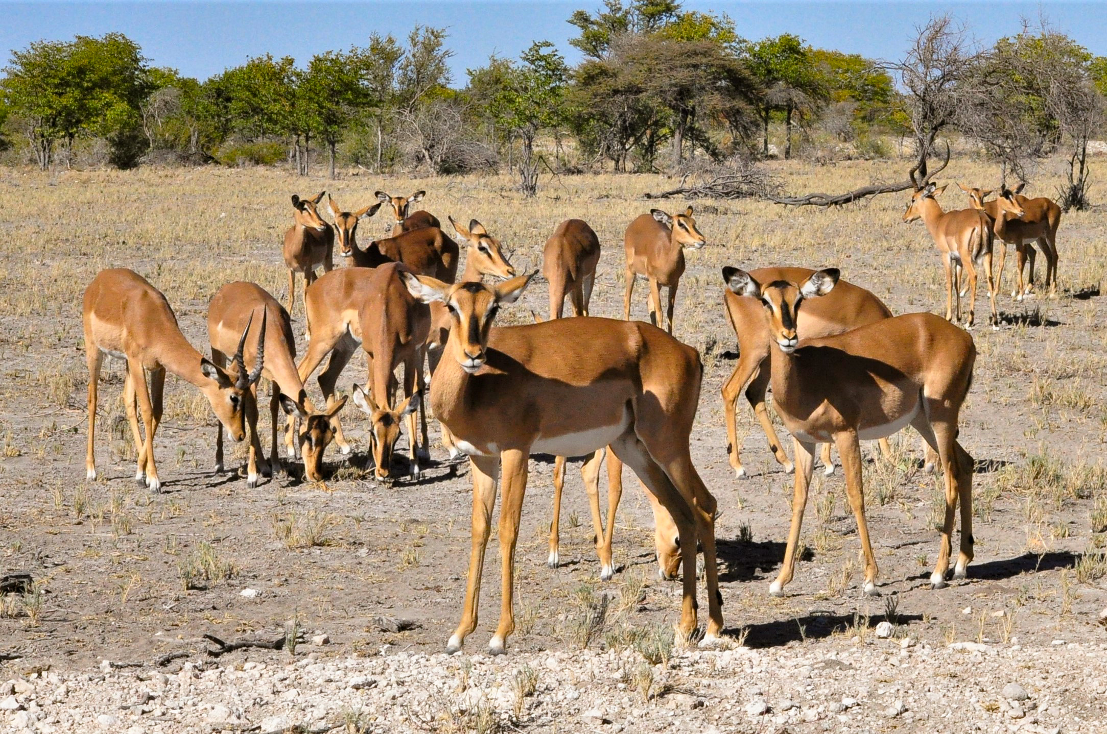 un branco di impala