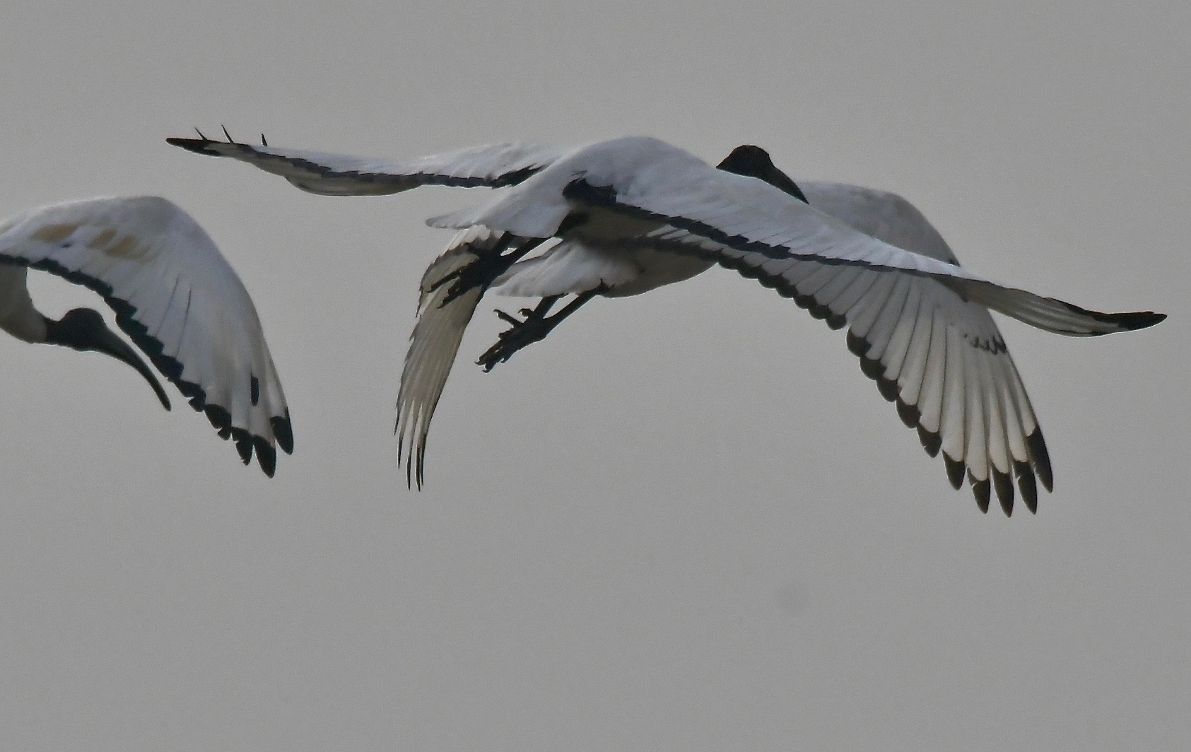 ibis in flight
