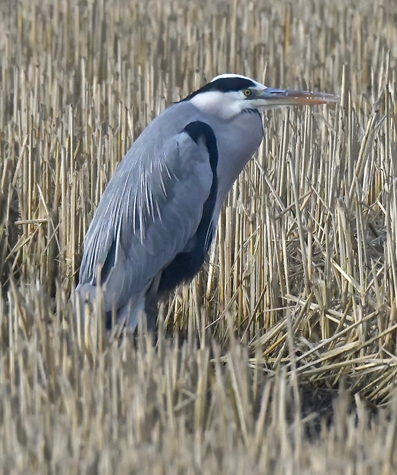 Heron