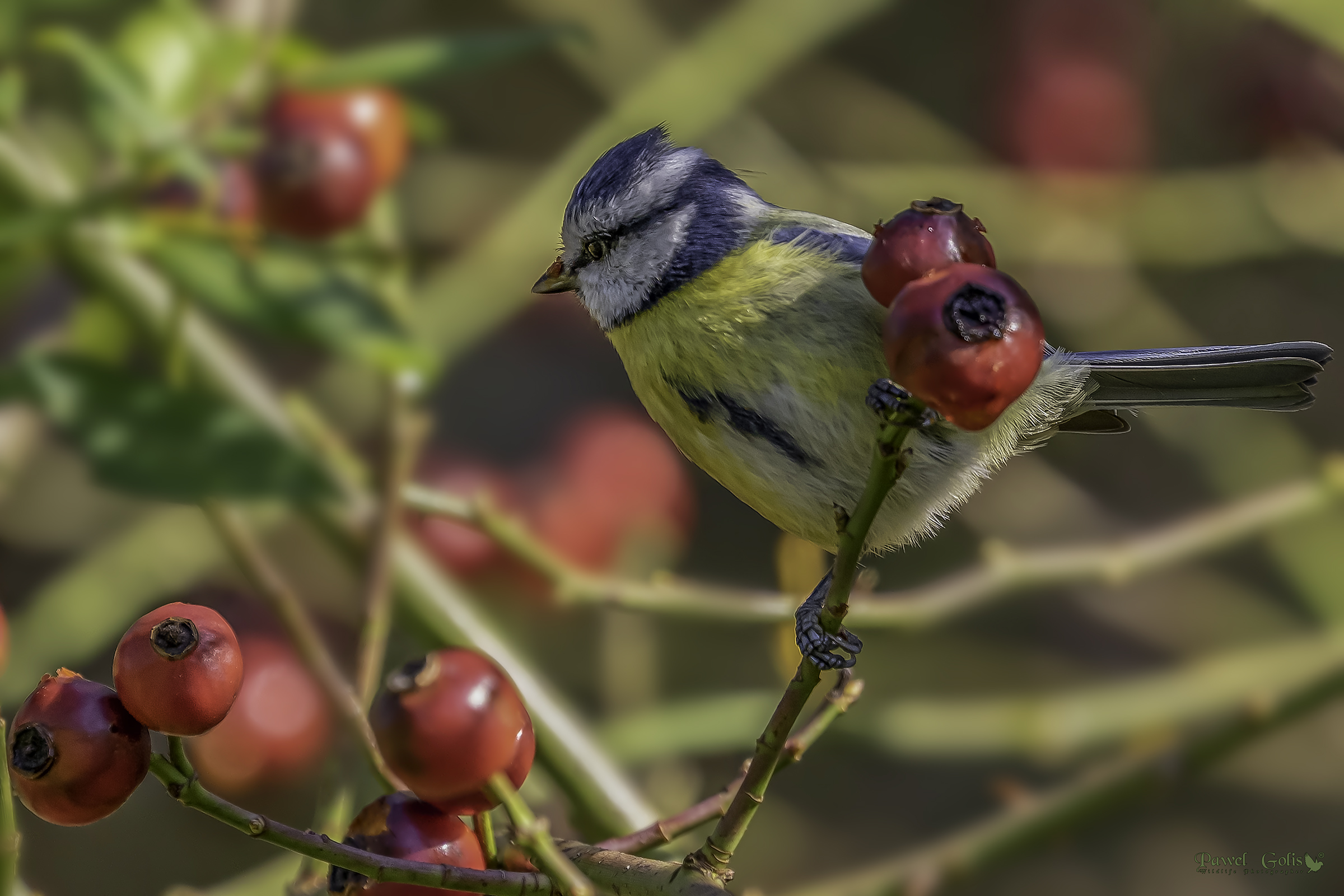 Tit blu eurasiatico (Cianistes caeruleus)