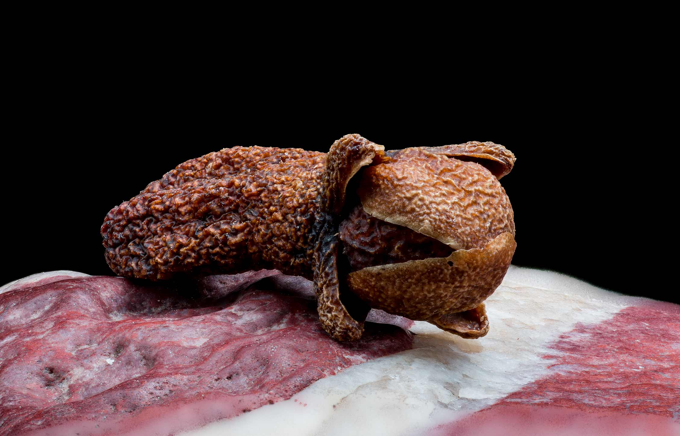 Hrebicek - Syzygium aromaticum