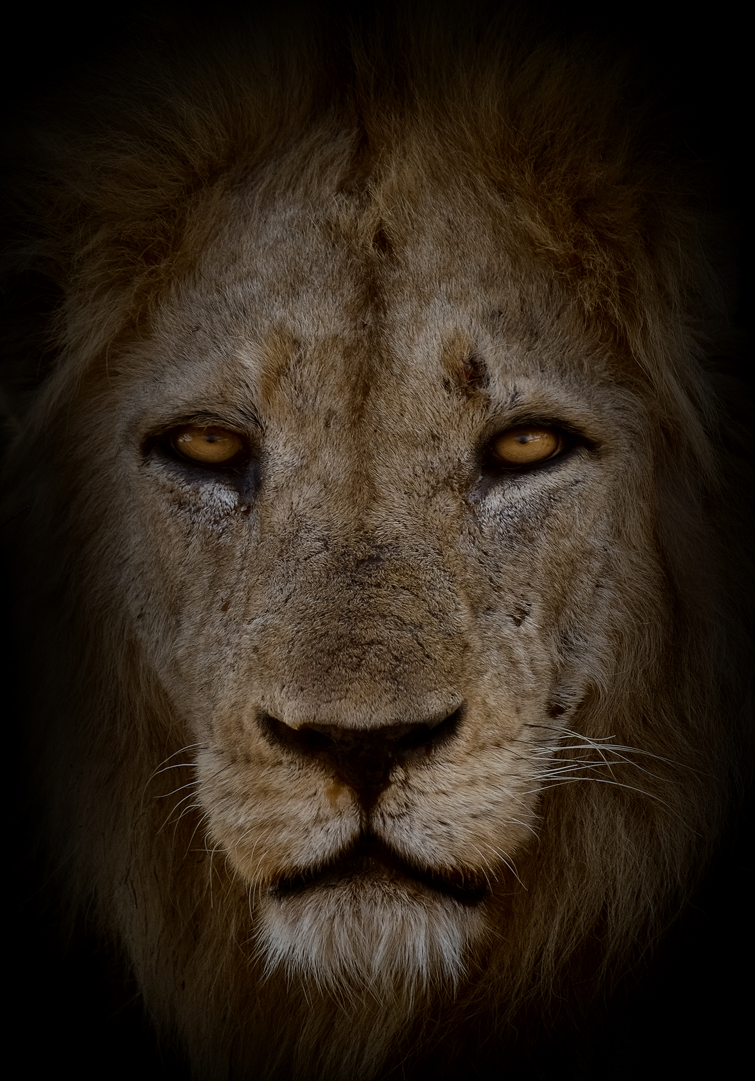 Il ritratto di un Re..