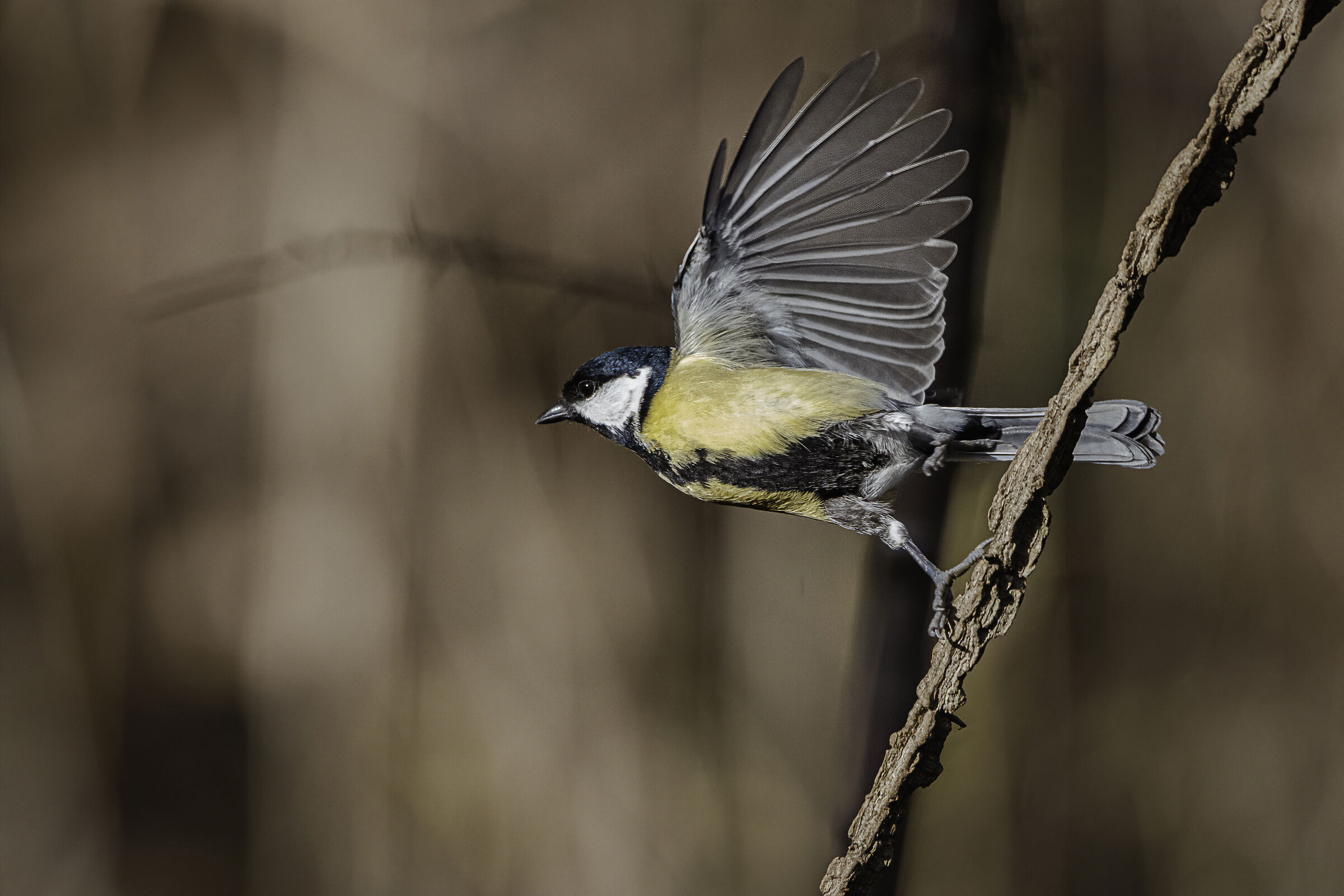 The Momentum of the Cherry