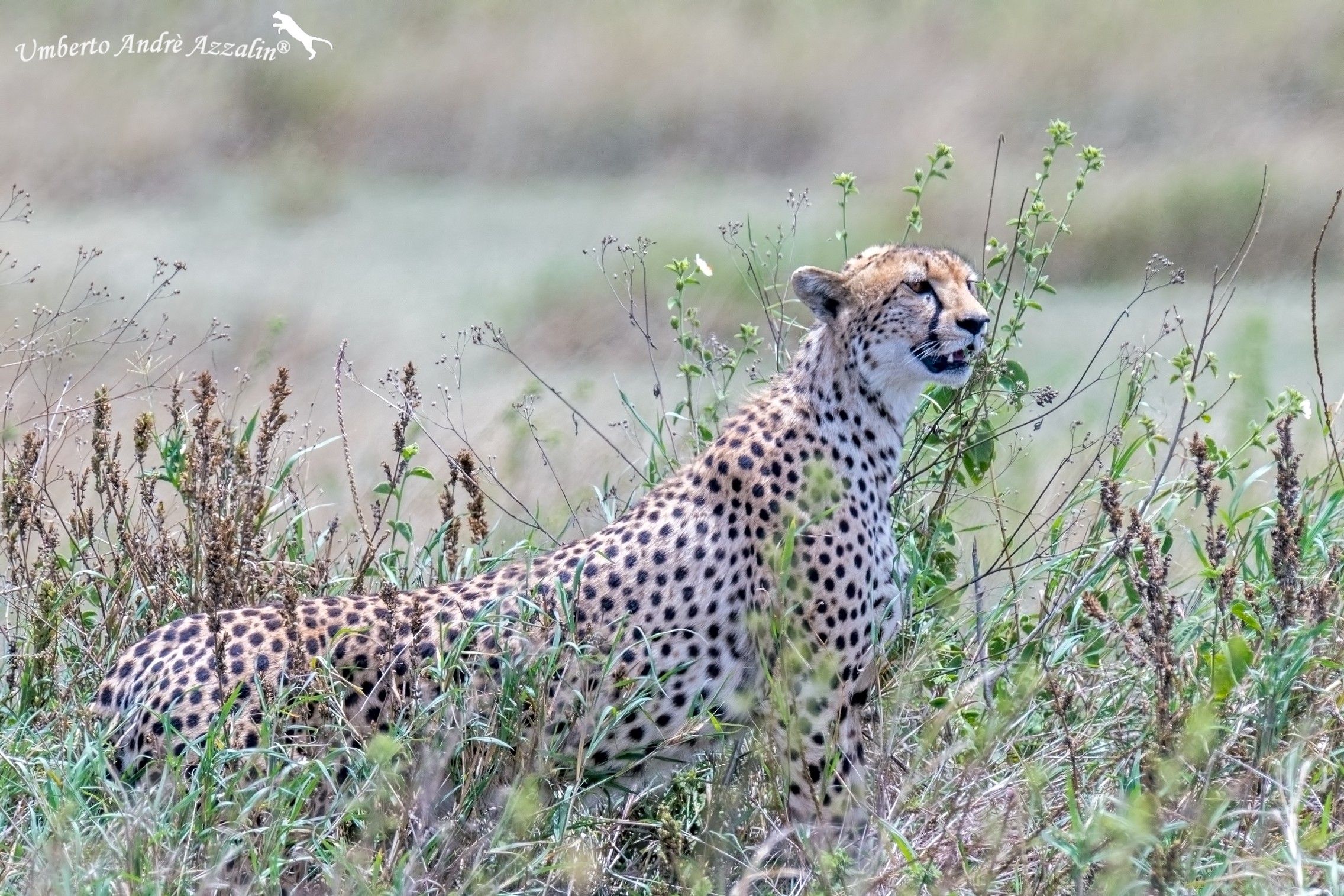 Ghepardo pianura di Ndutu