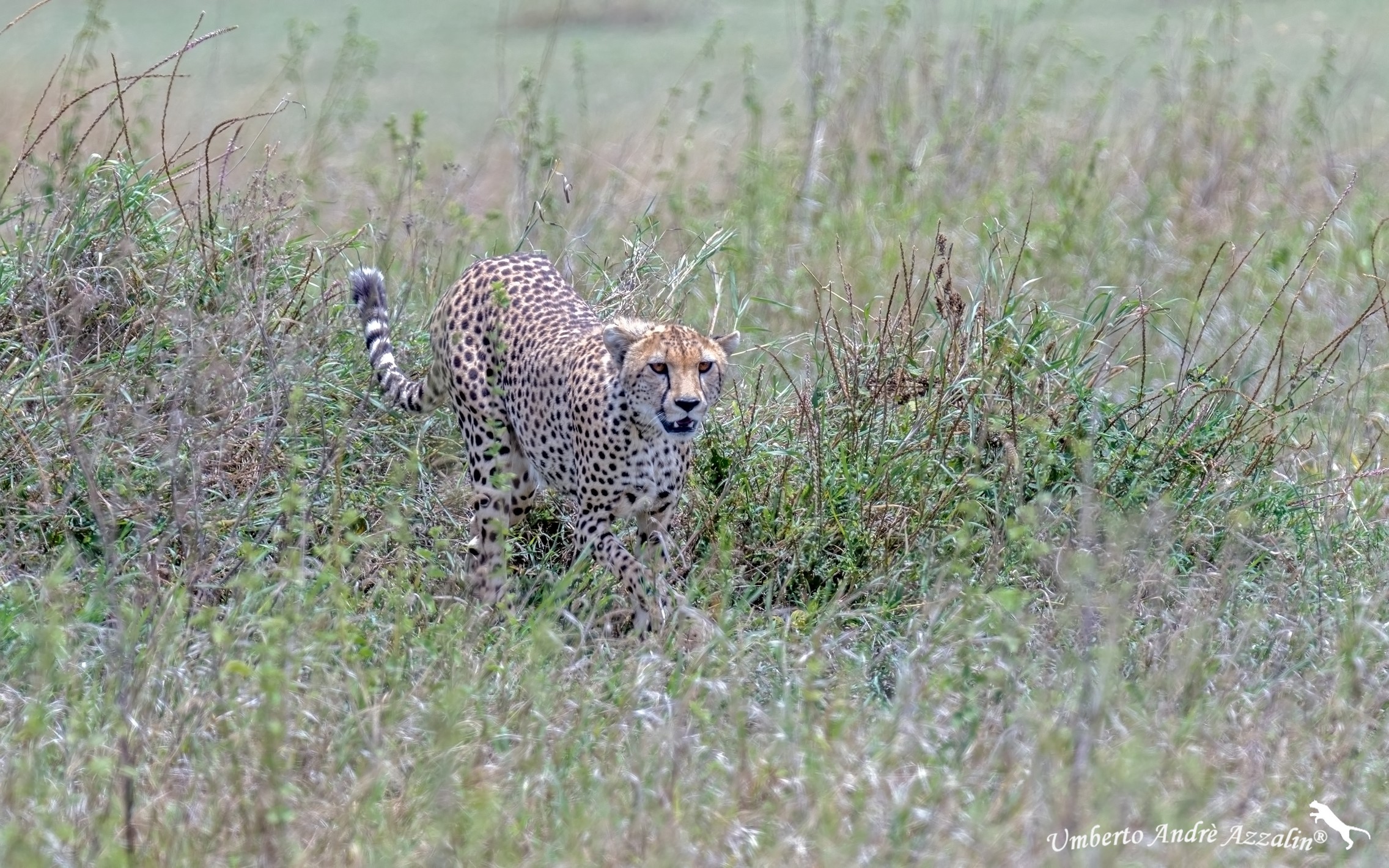 Ghepardo pianura di Ndutu 2