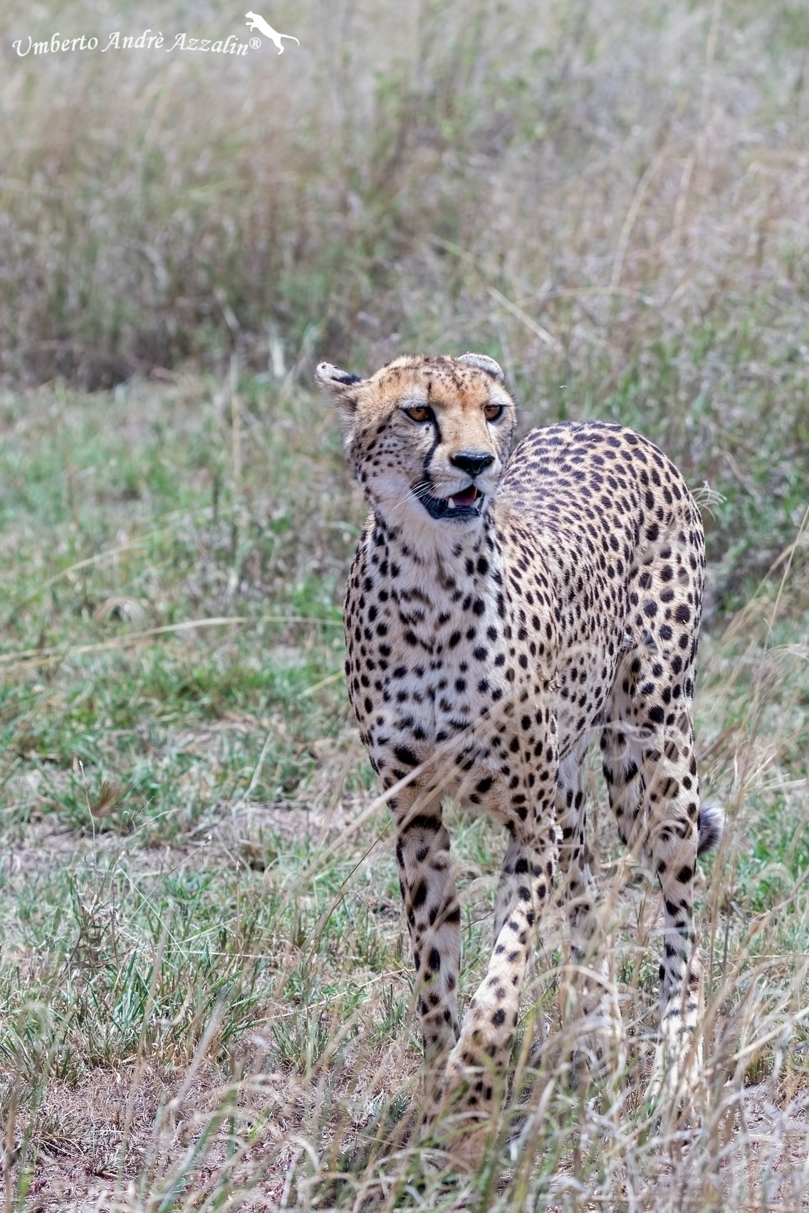 Ghepardo pianura di Ndutu 3