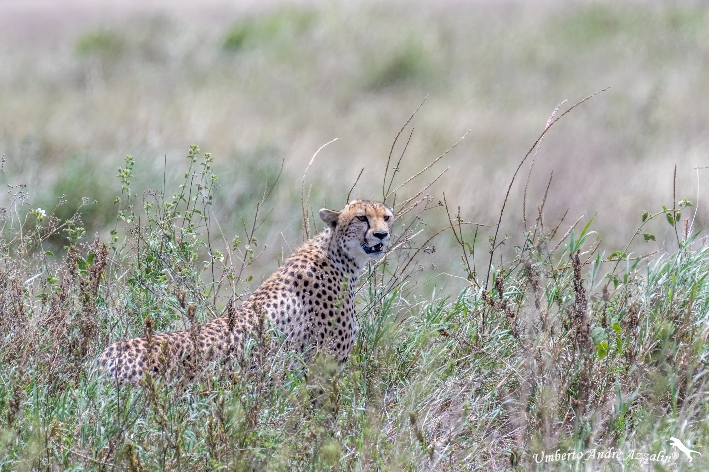 Ghepardo pianura di Ndutu 5