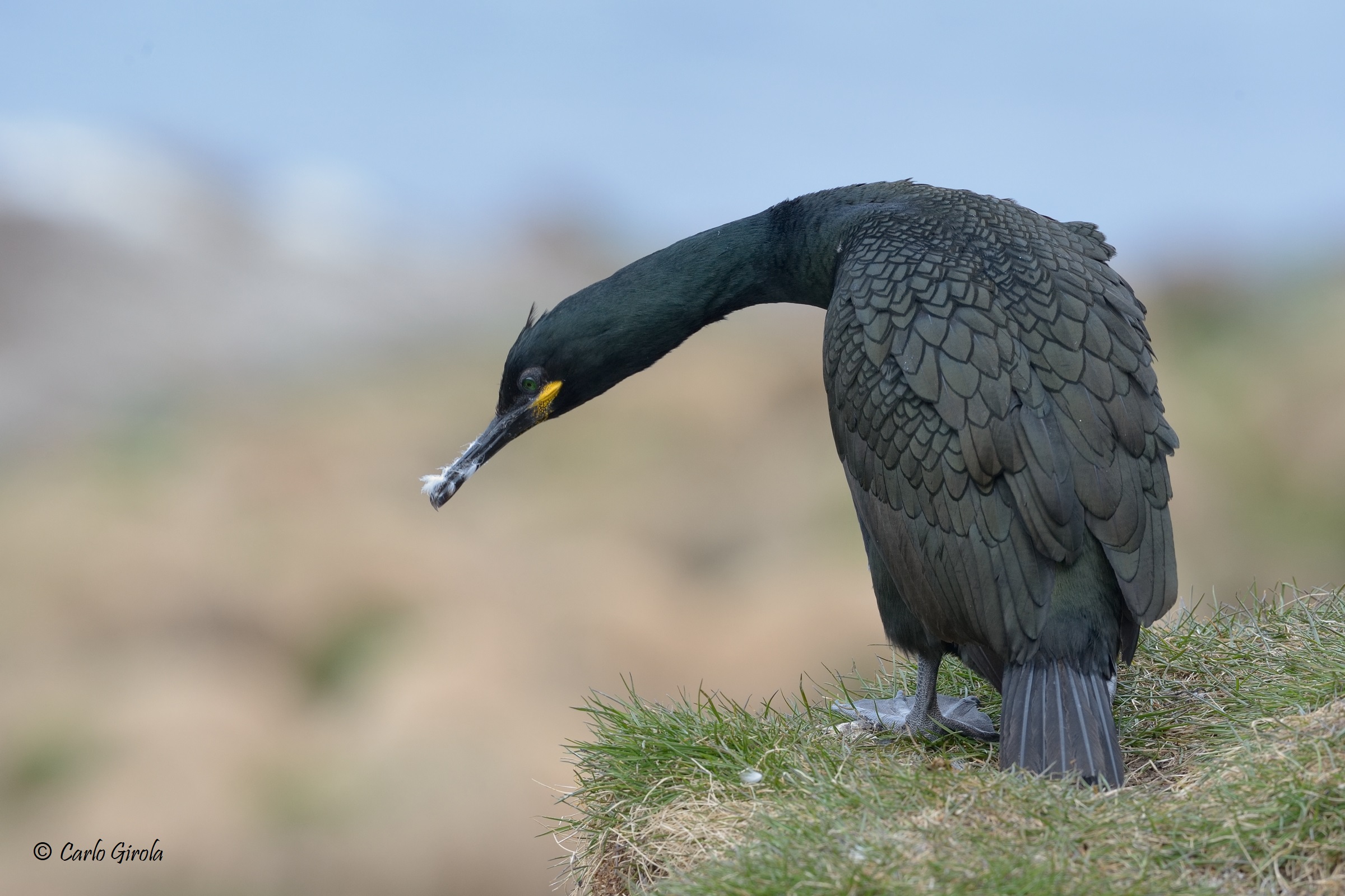 Marangone dal ciuffo (Phalacrocorax aristotelis)