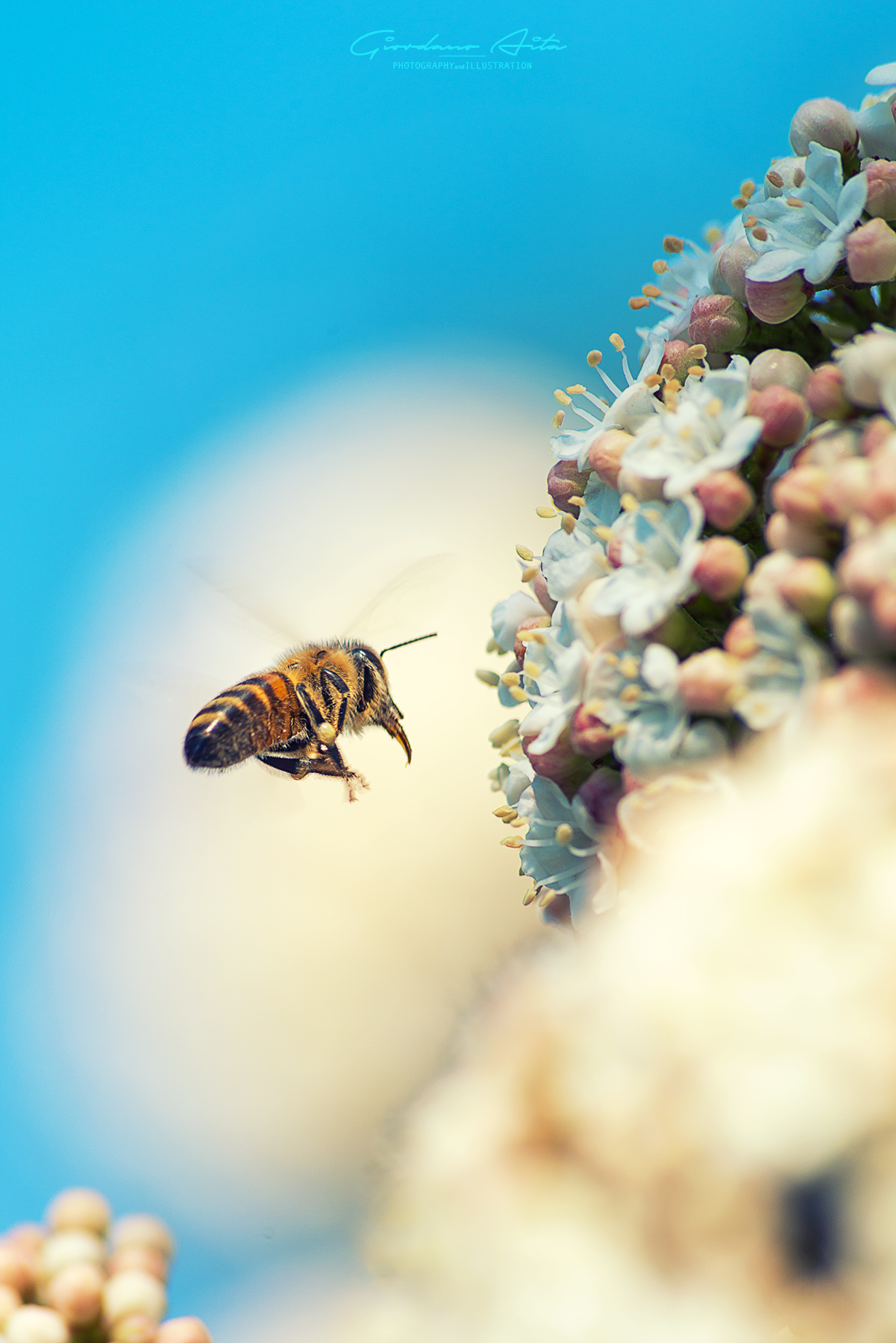 Bee flying on white flowers