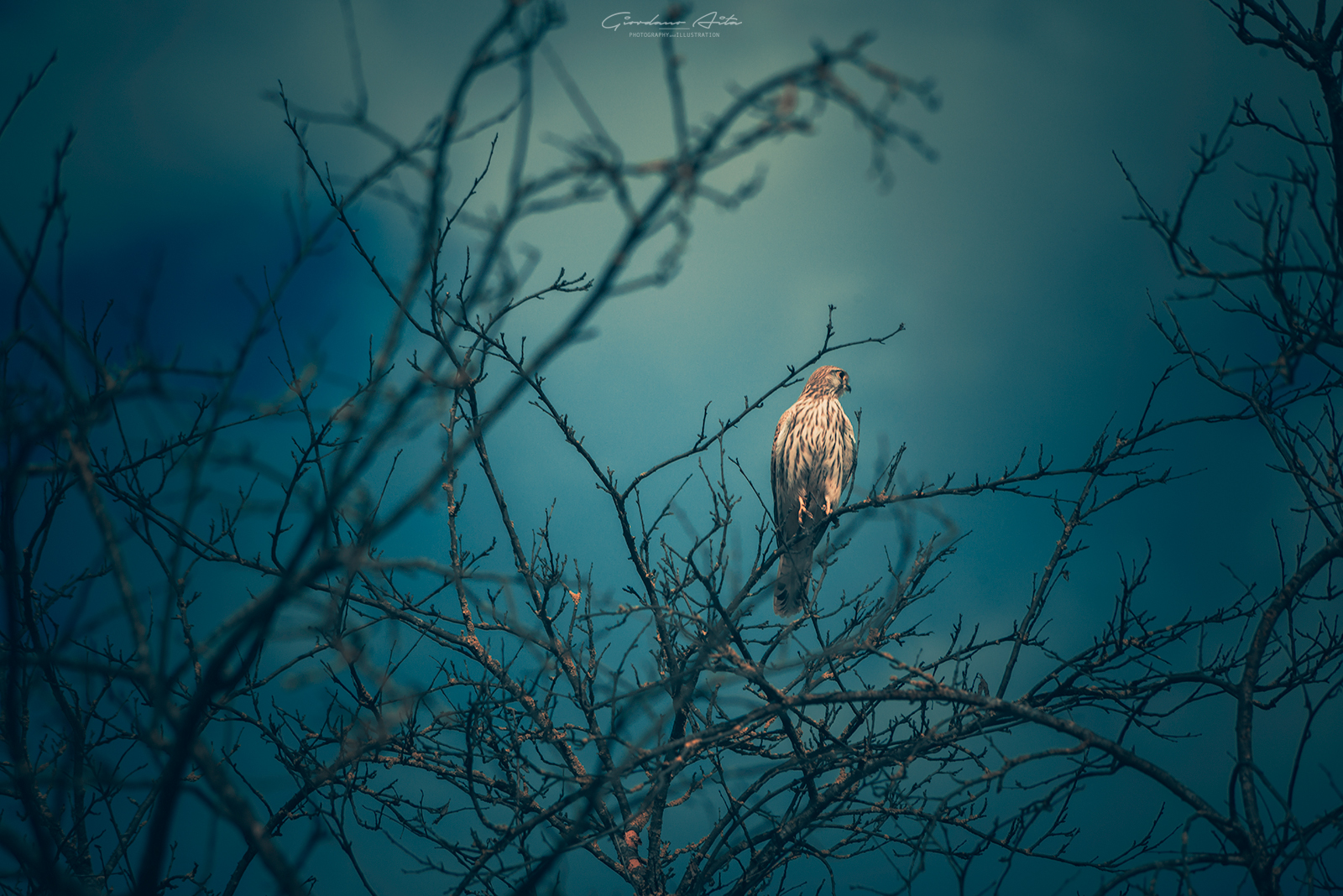 Il gheppio tra i rami