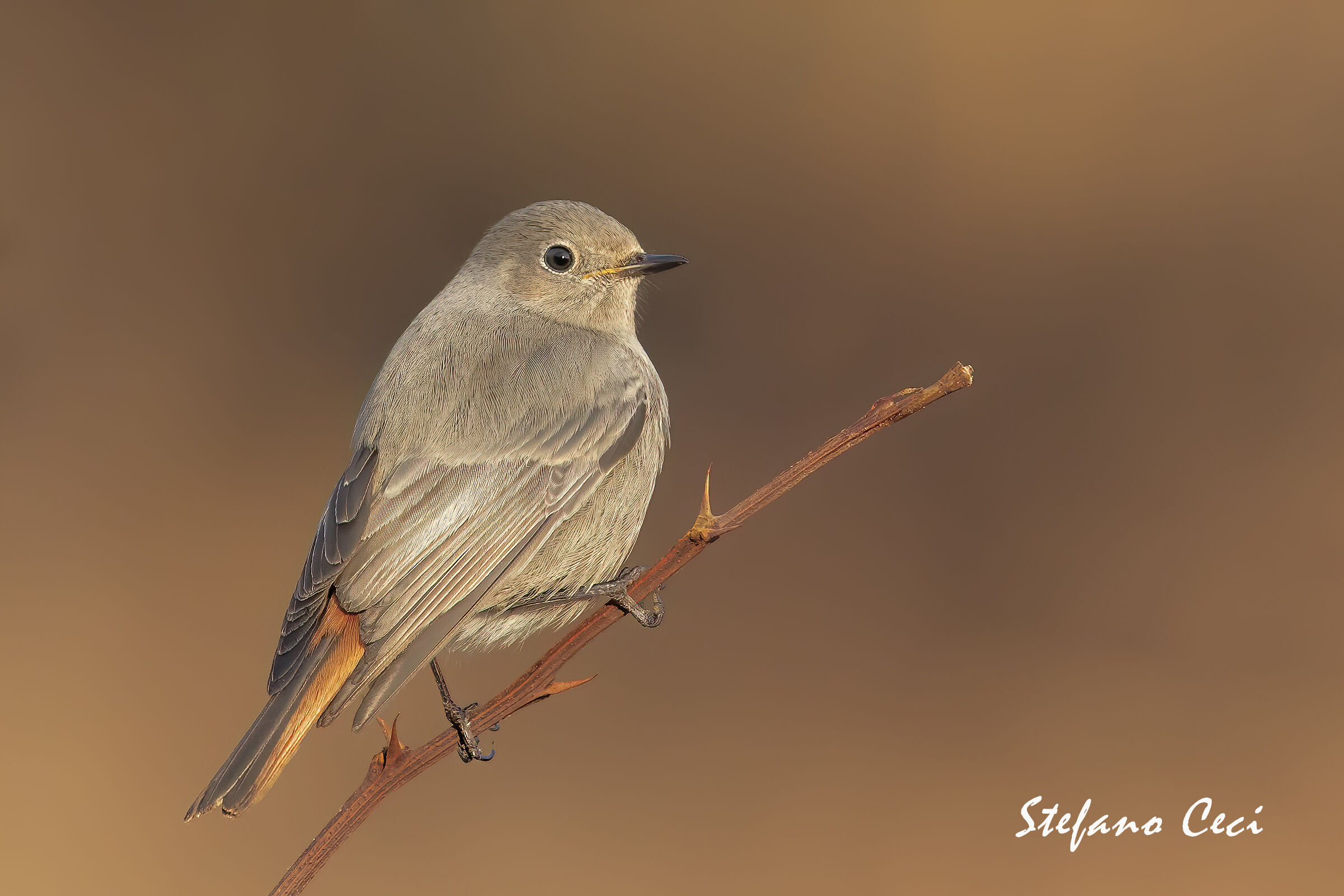 Codirosso Spazzacamino