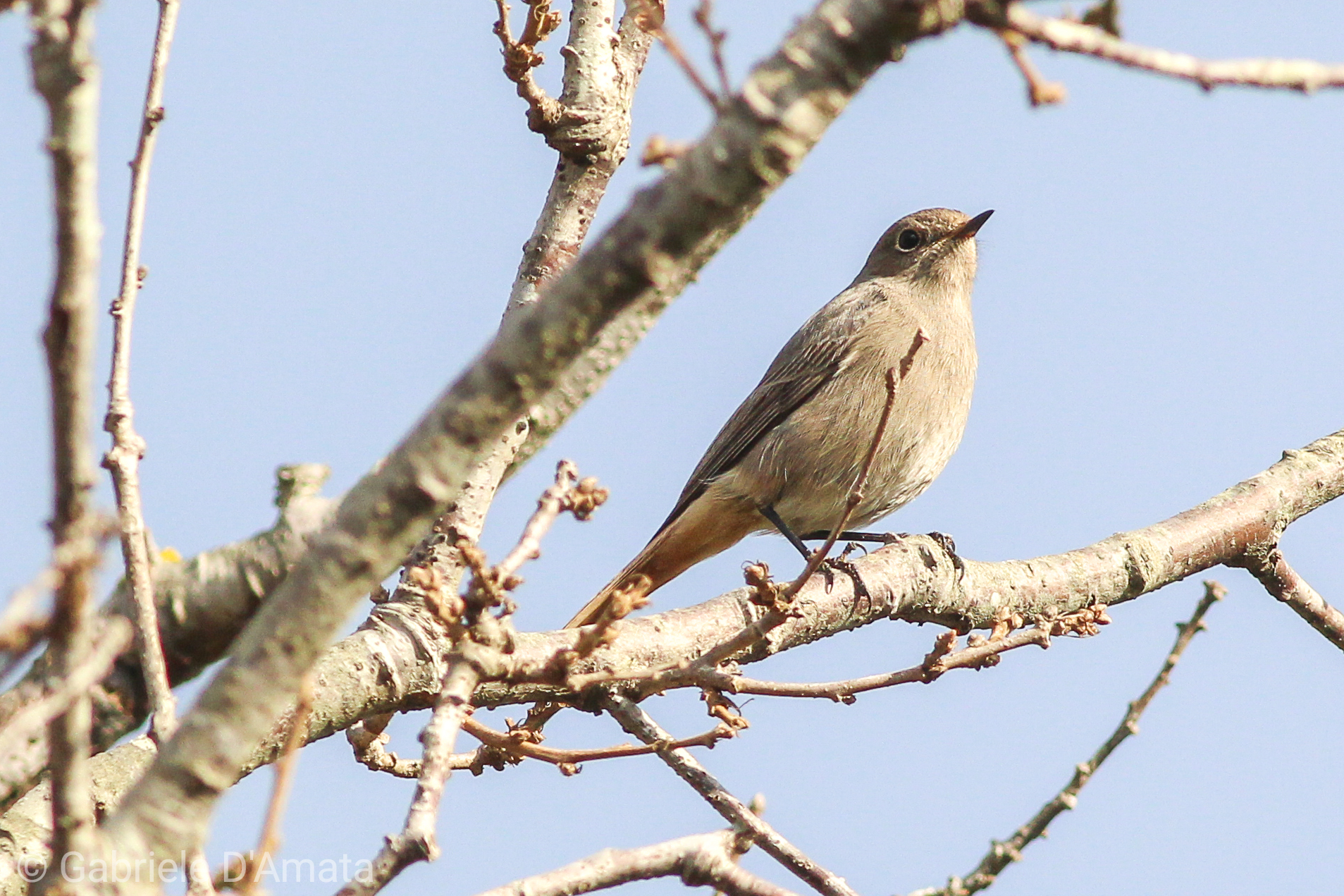 codirosso female chimney sweep