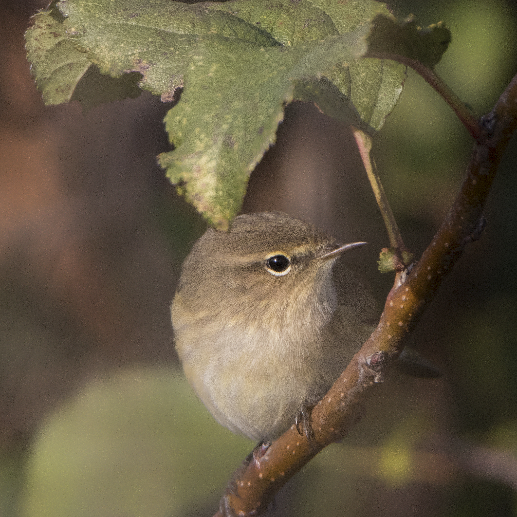 e per tetto una foglia!  (luì piccolo)