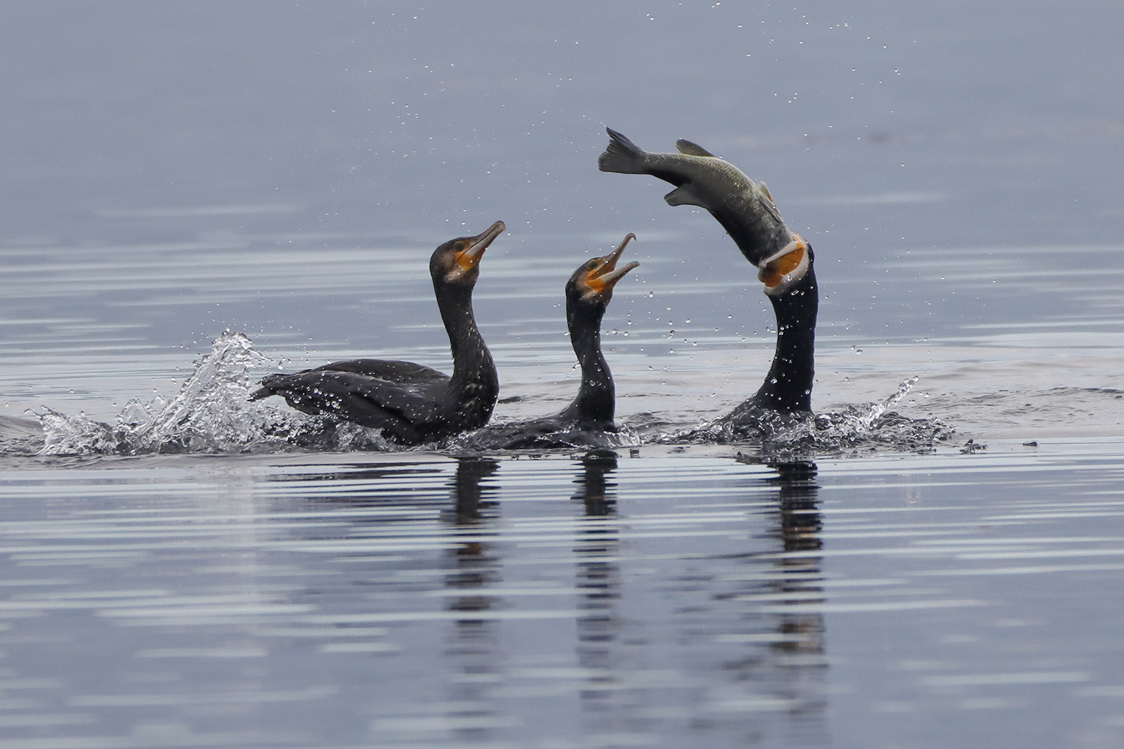 cormorants struggling with an exaggerated prey