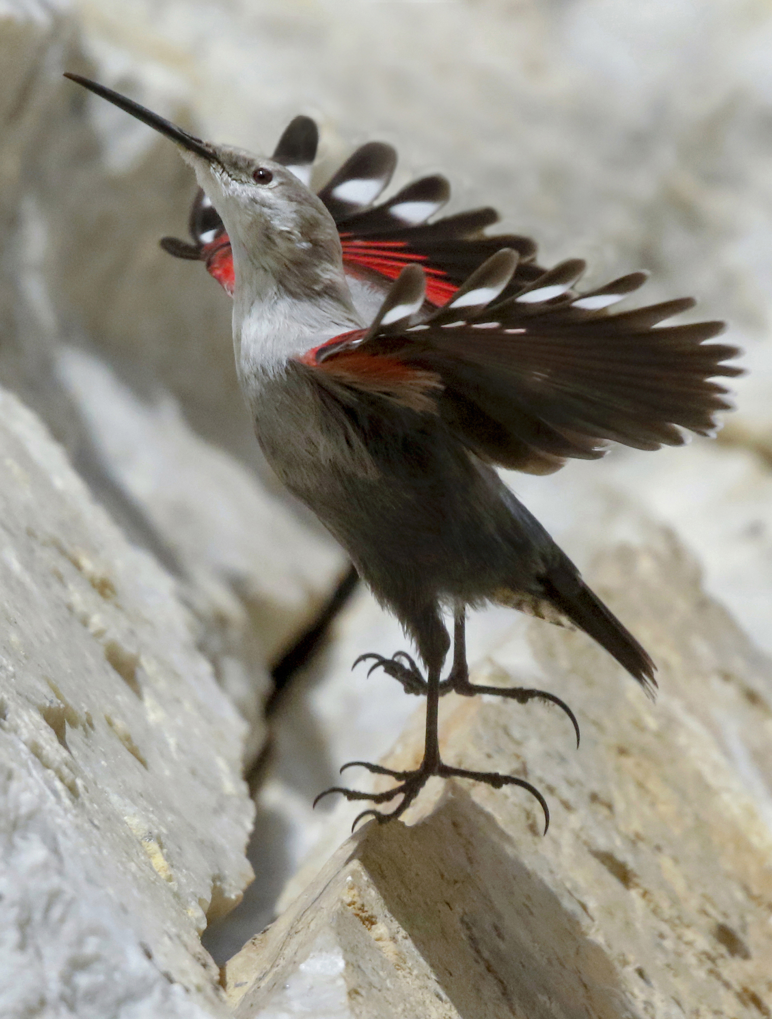 vertical take-off of the wall woodpecker