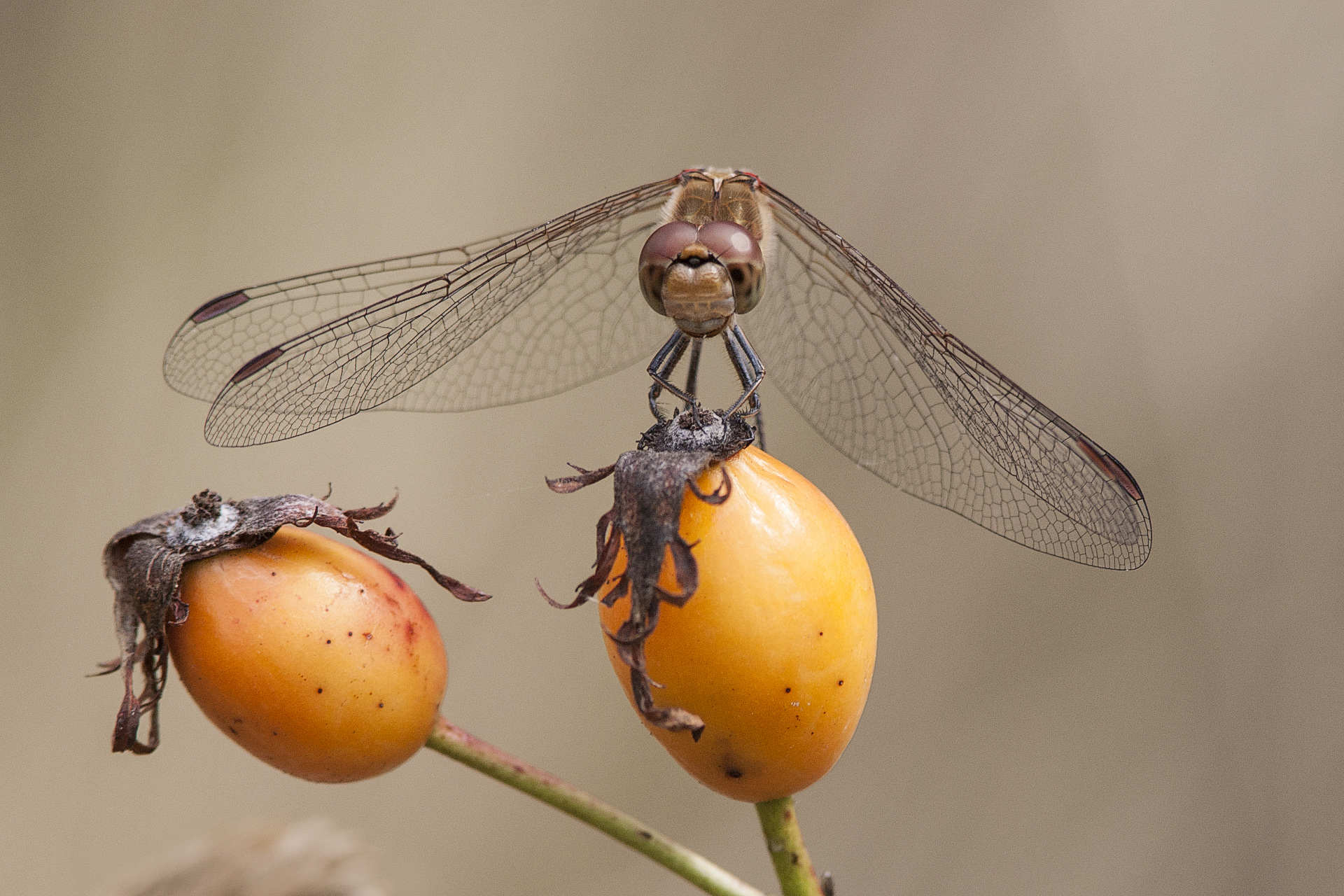 Sympetrum