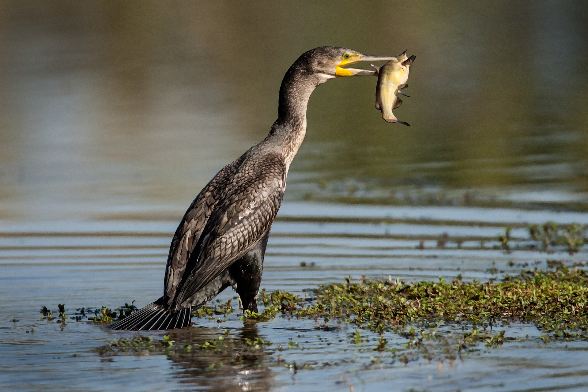Cormorano