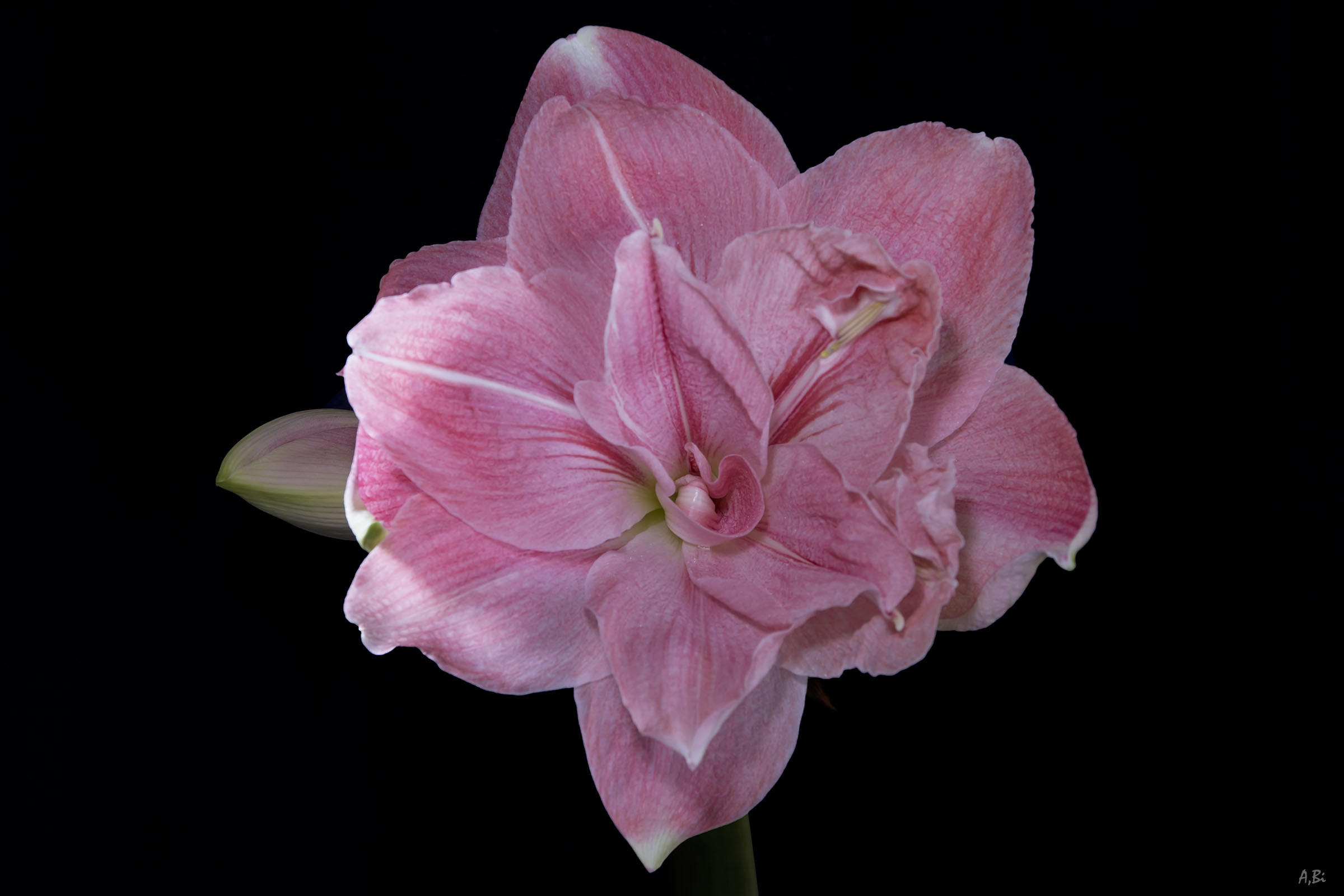 Amaryllis