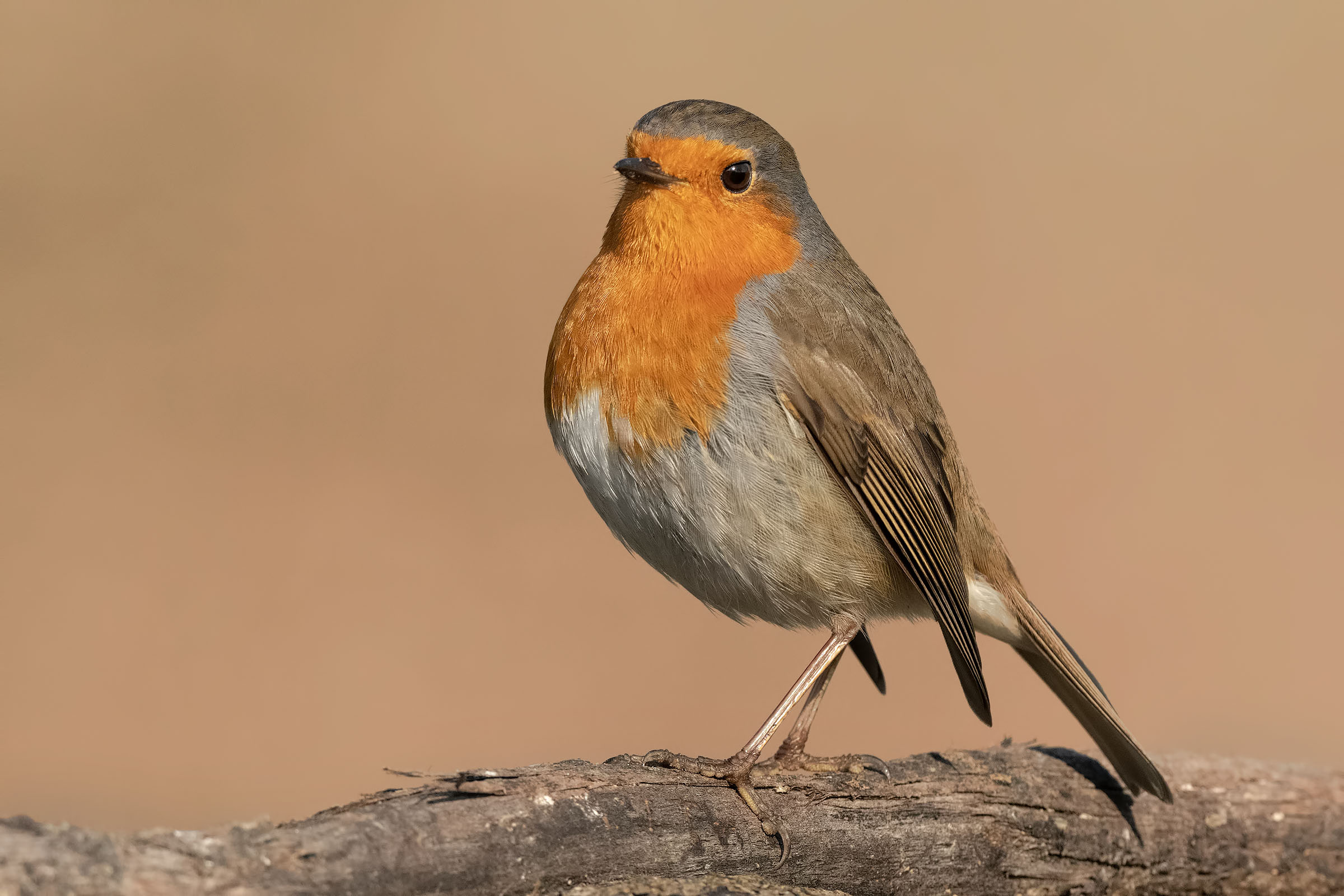 Pancia in dentro e Petto in fuori !!