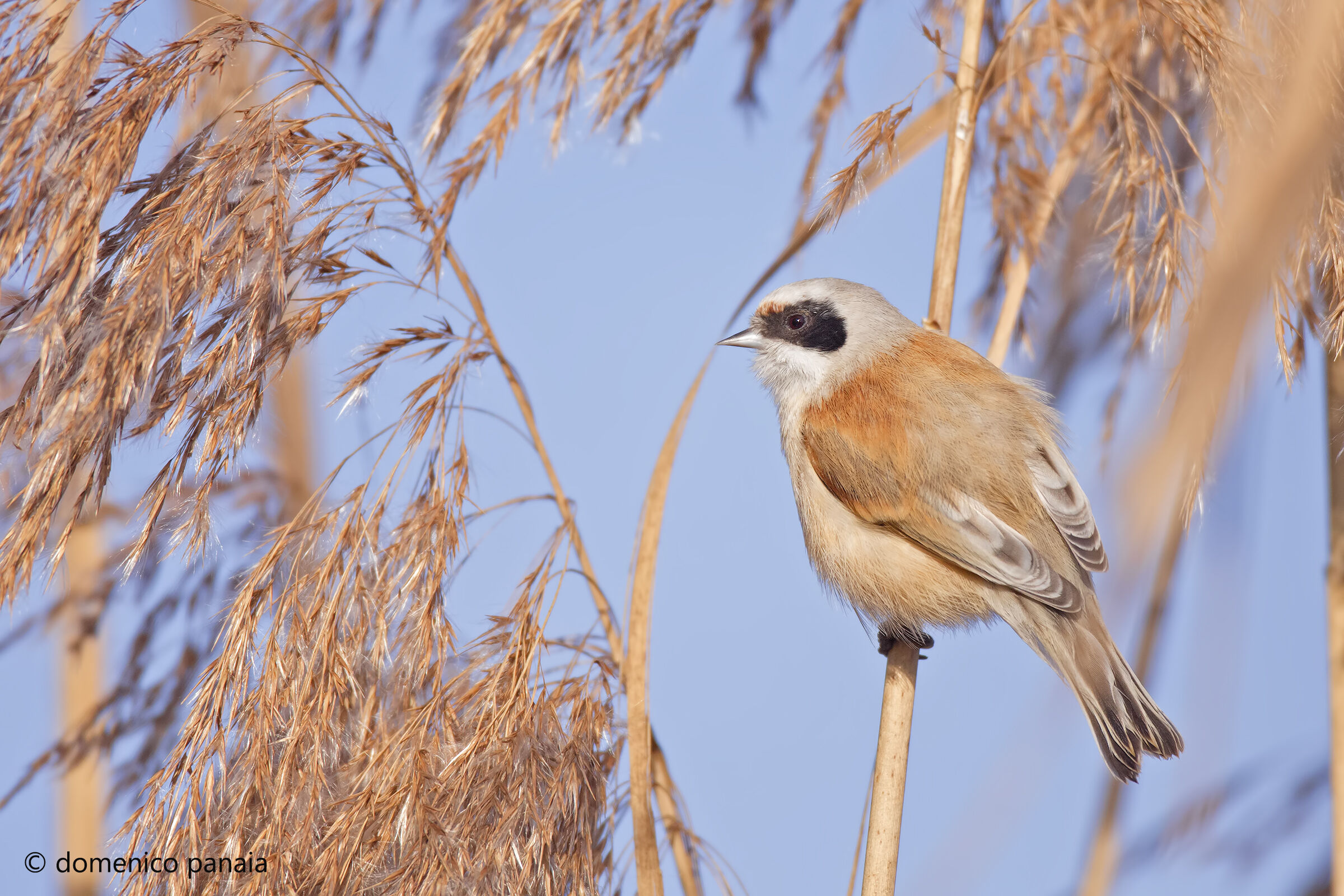 laying as a commuter