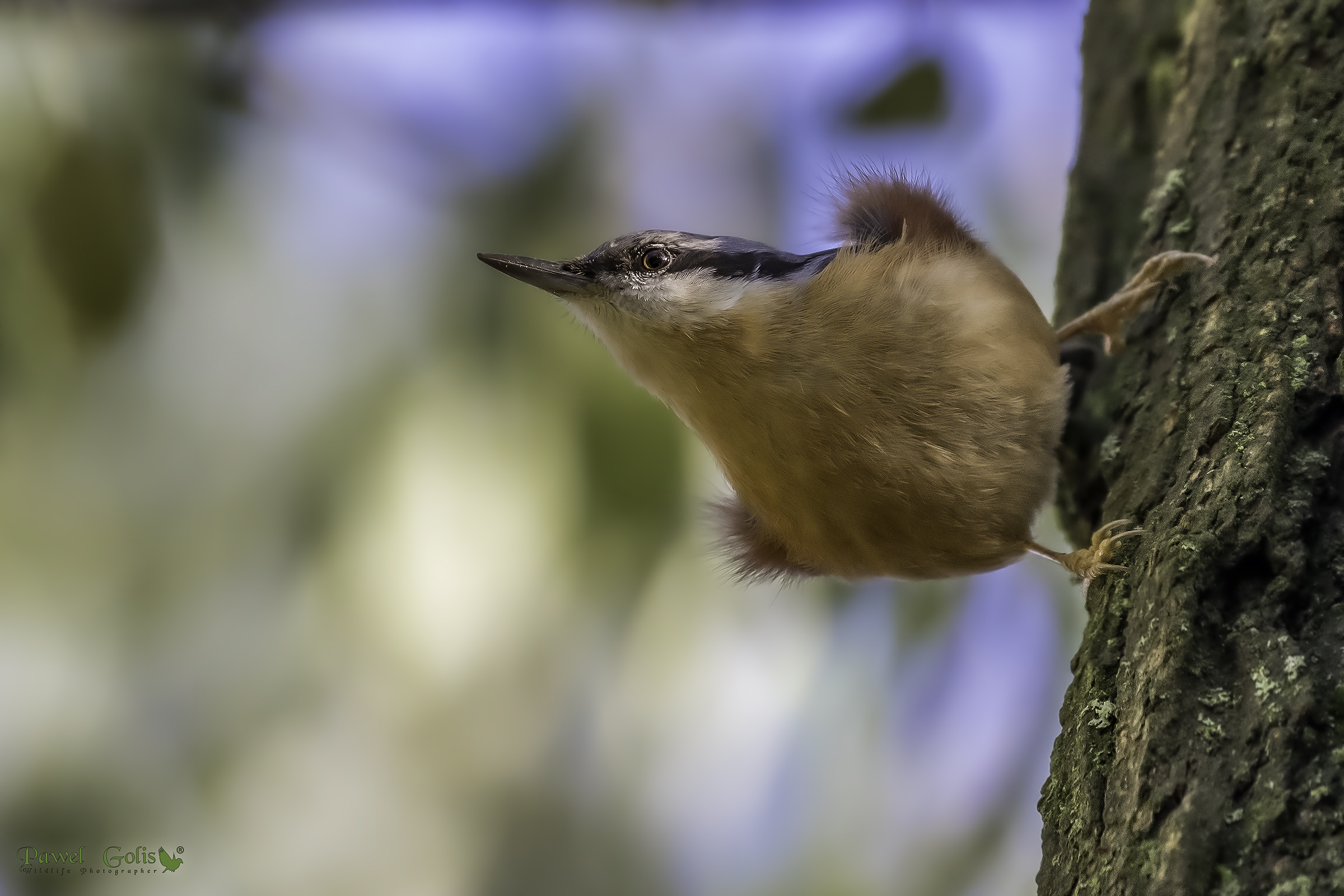 Nuthatch (Sitta europaea)