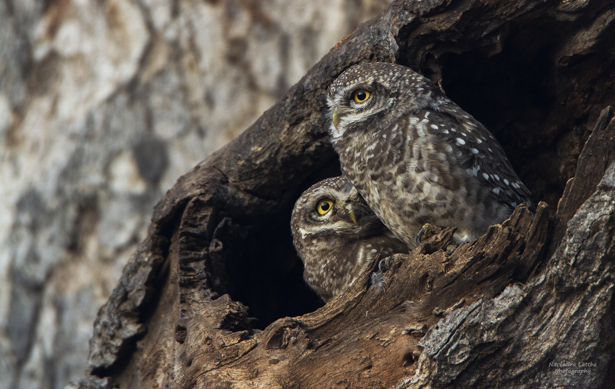 Spotted Owlet Pair
