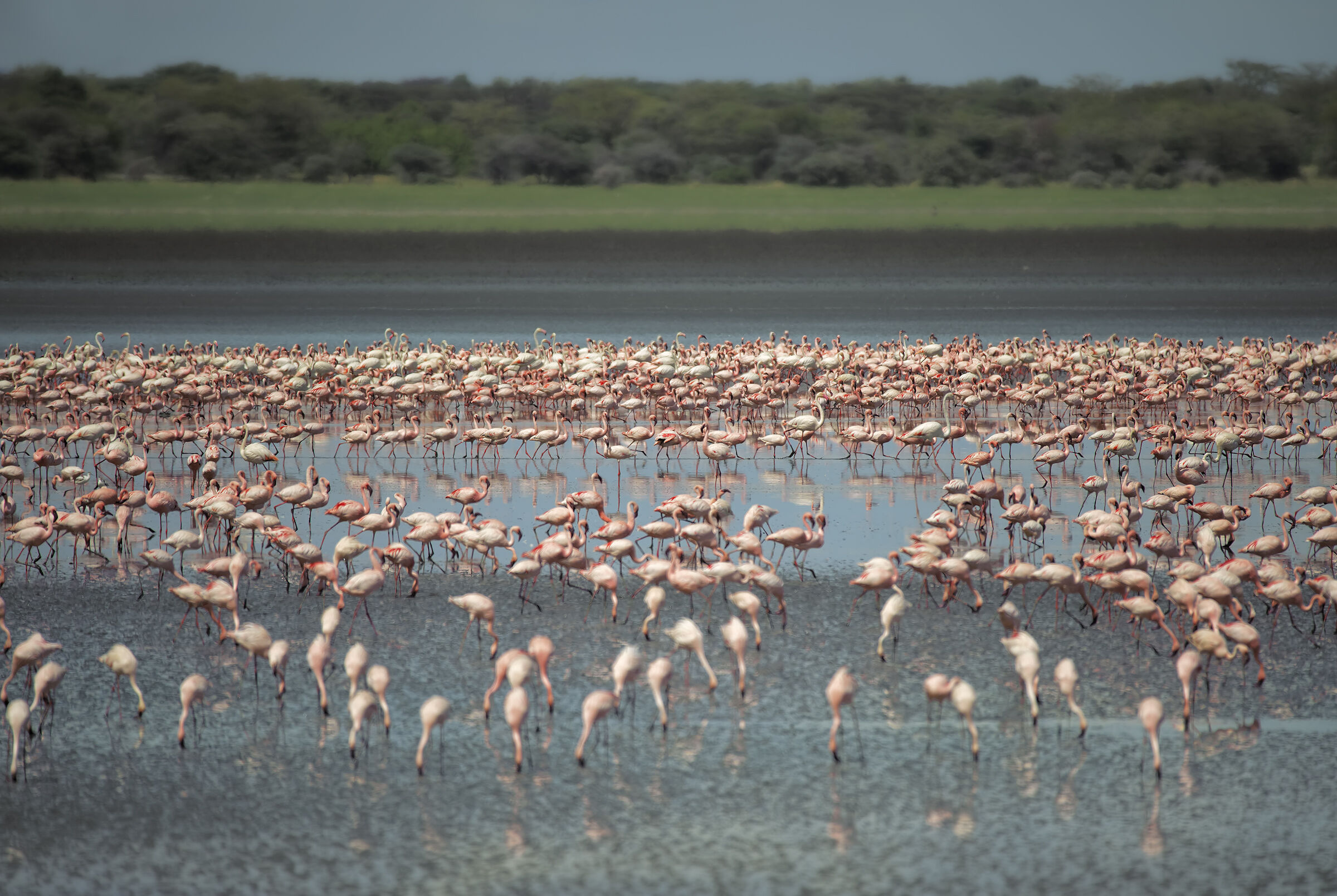 Flamingo in Manyara
