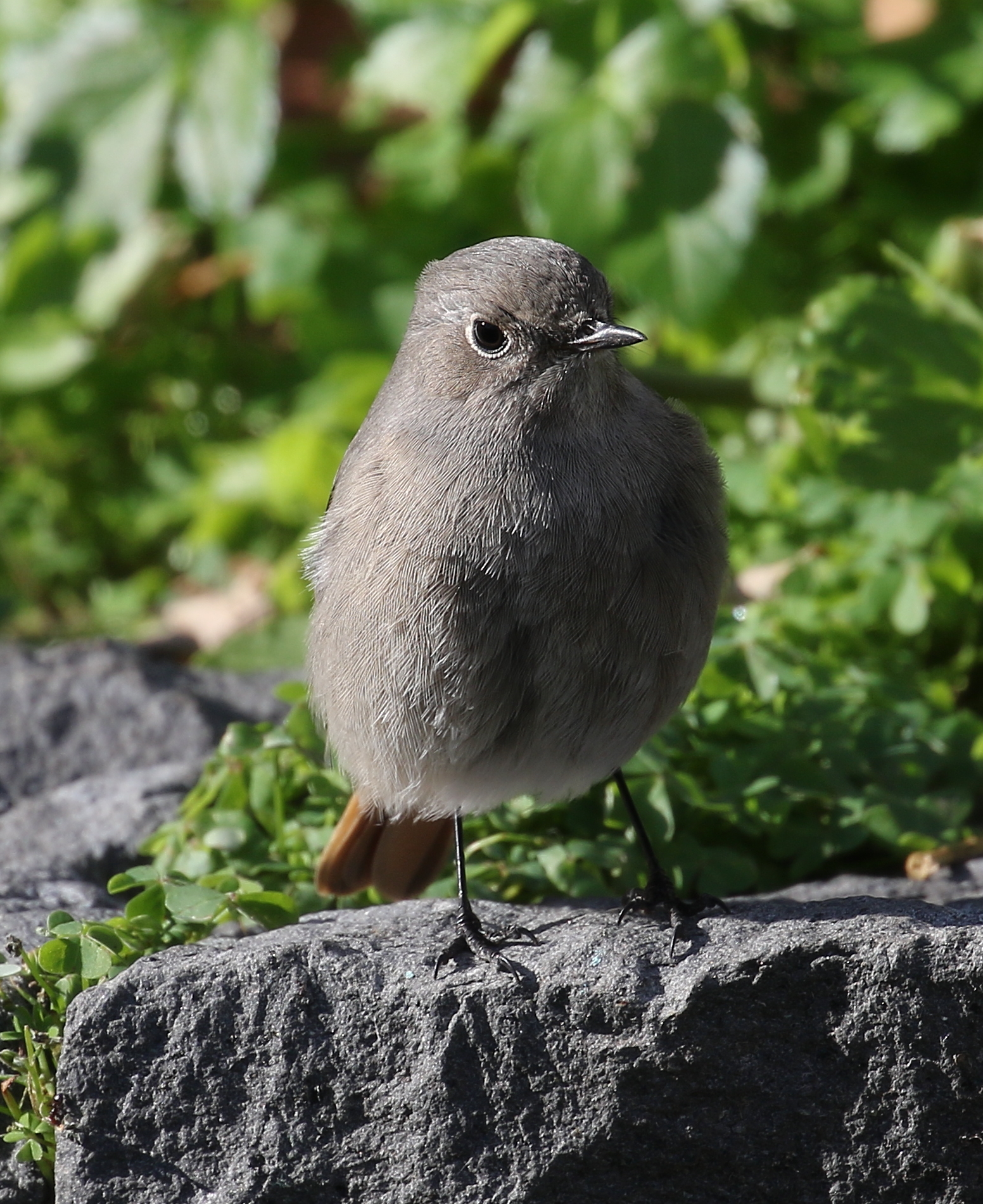 Codirosso chimney sweep, female