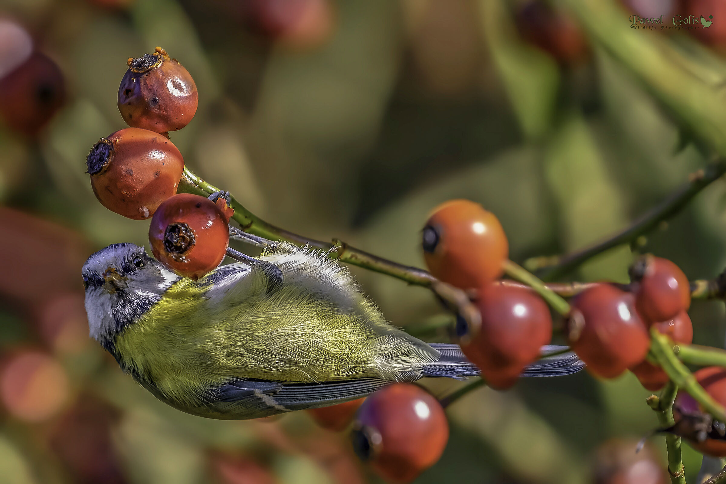 Tit blu eurasiatico (Cianistes caeruleus)