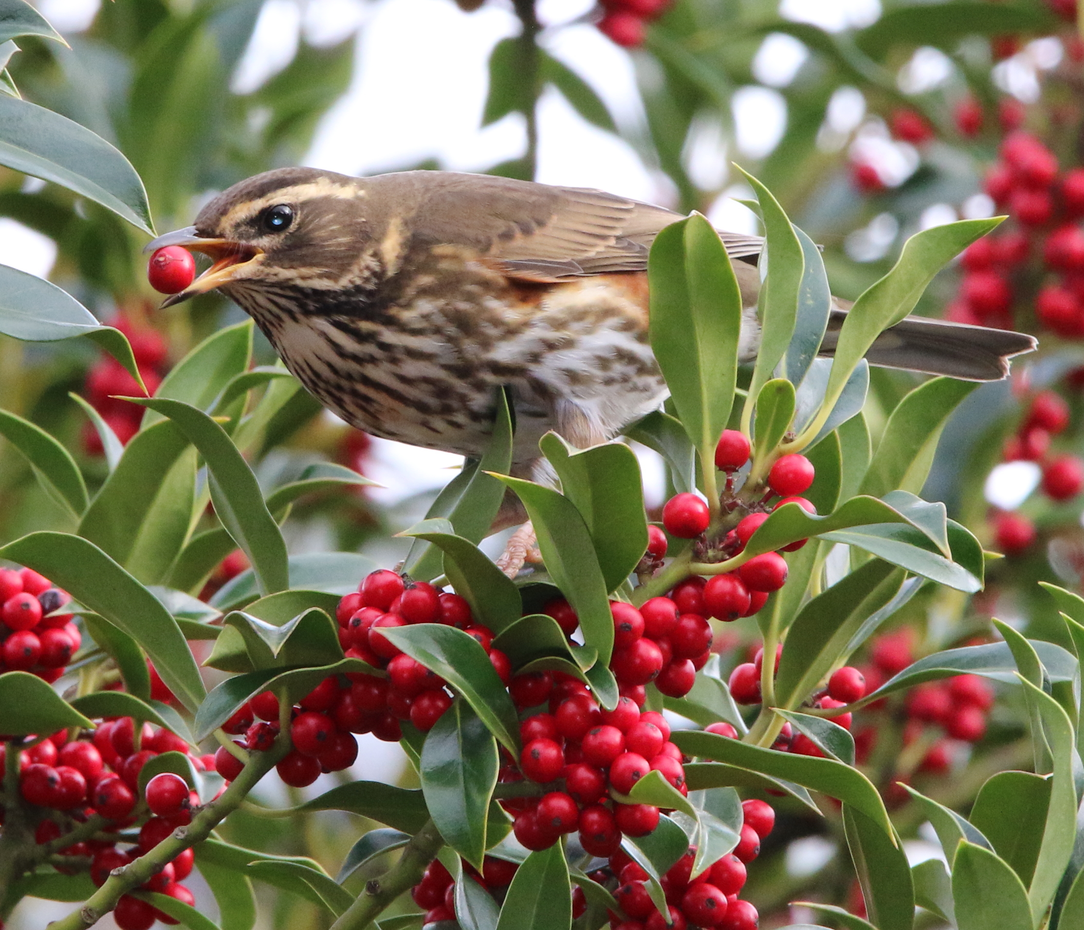 Sassello torus, Turdus iliacus
