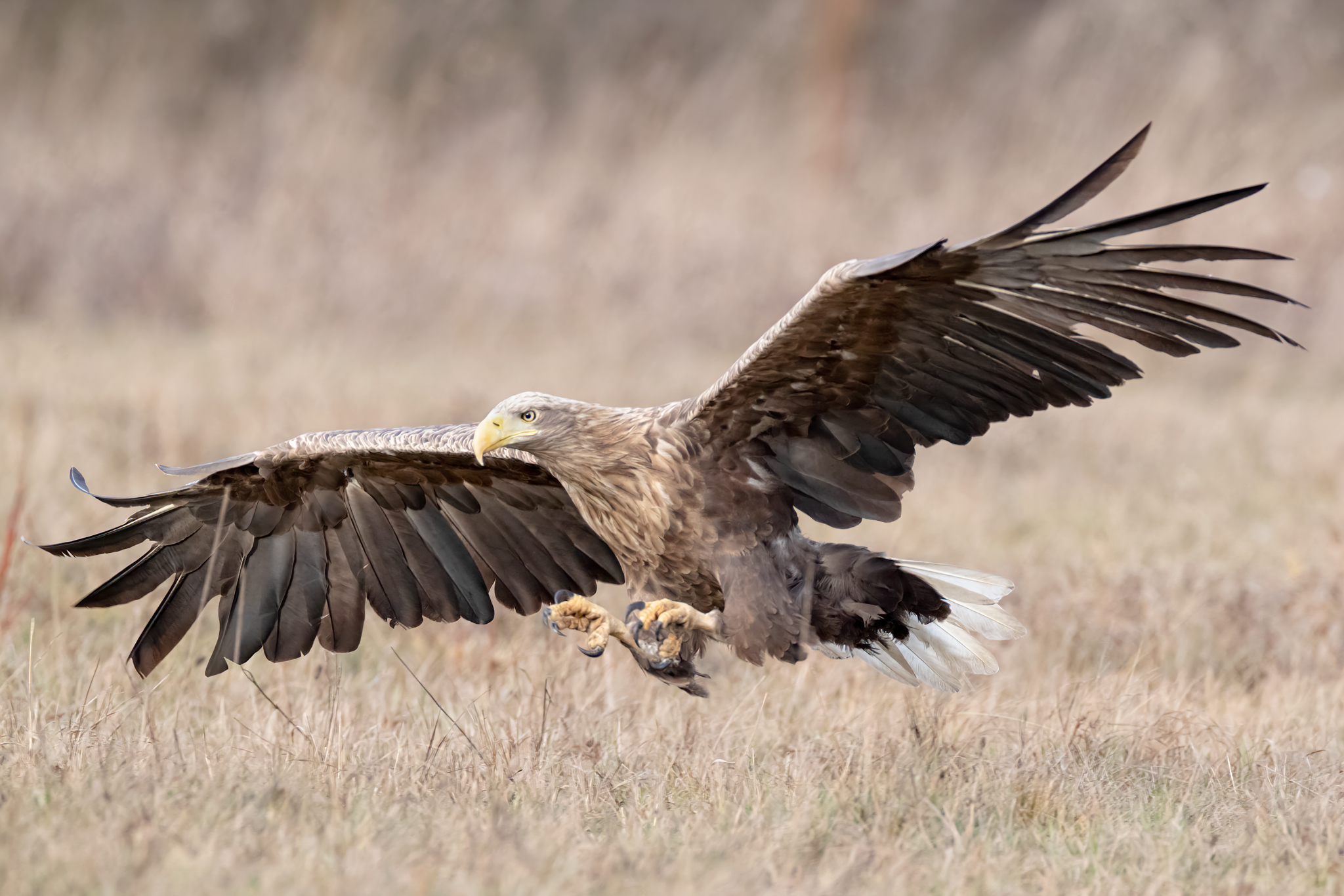 White tailed eagle 3