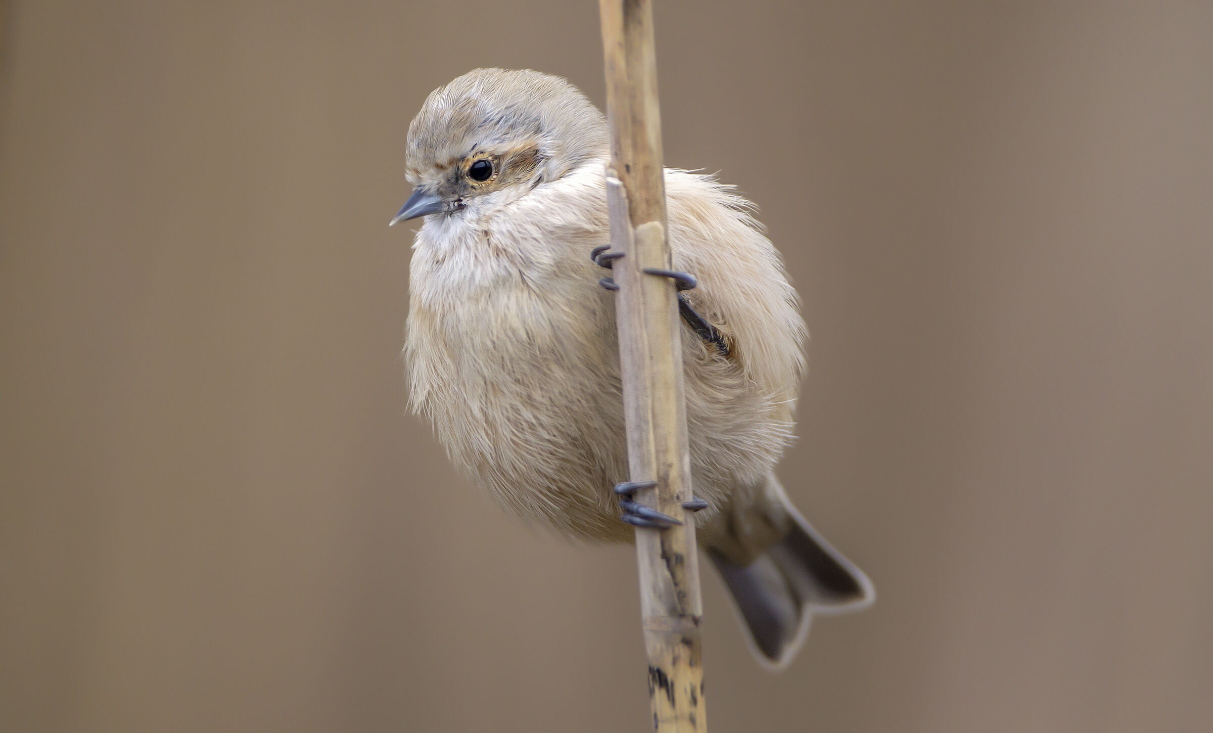 the magnificent isolation of the young commuter