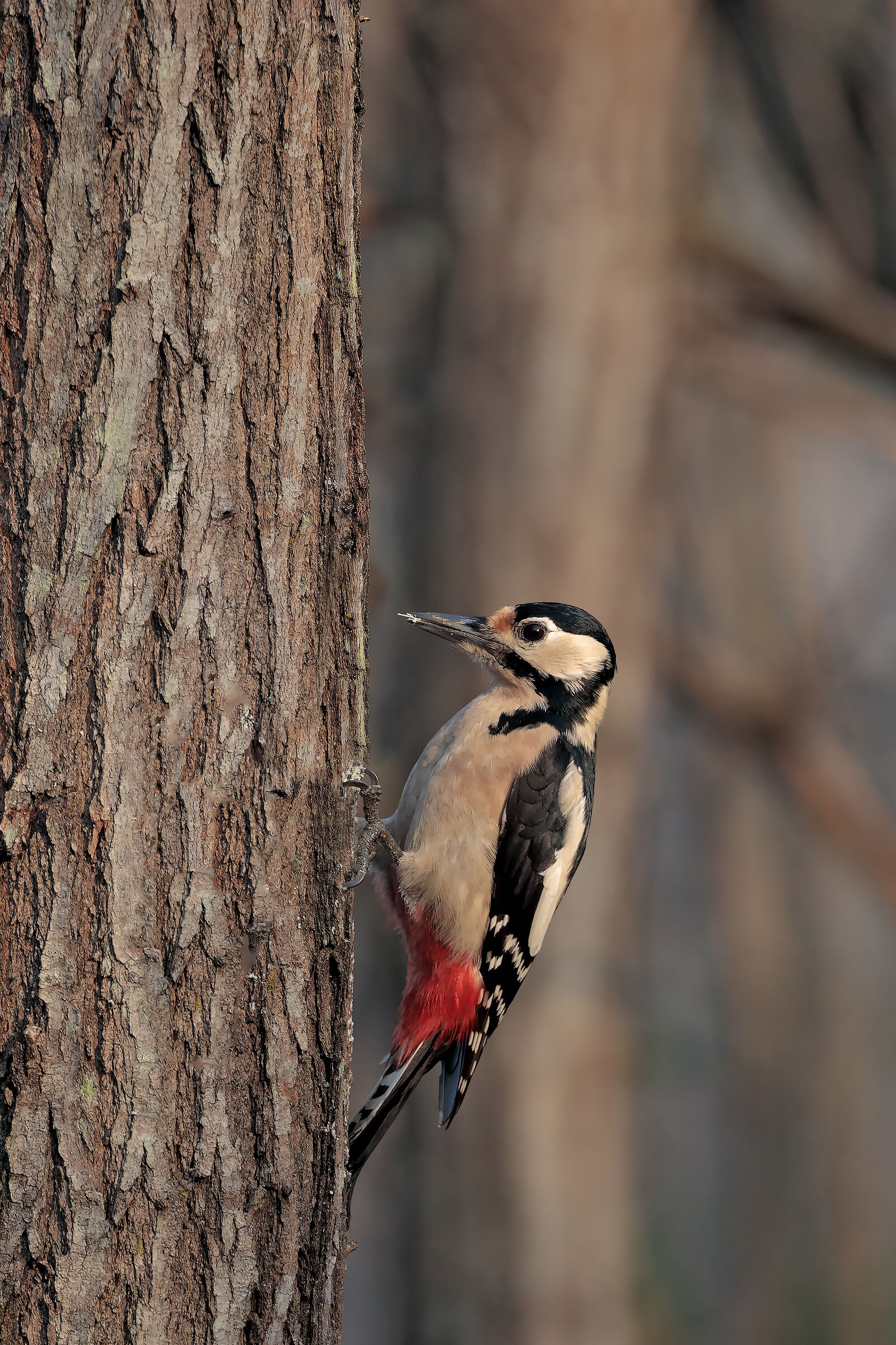 major red woodpecker