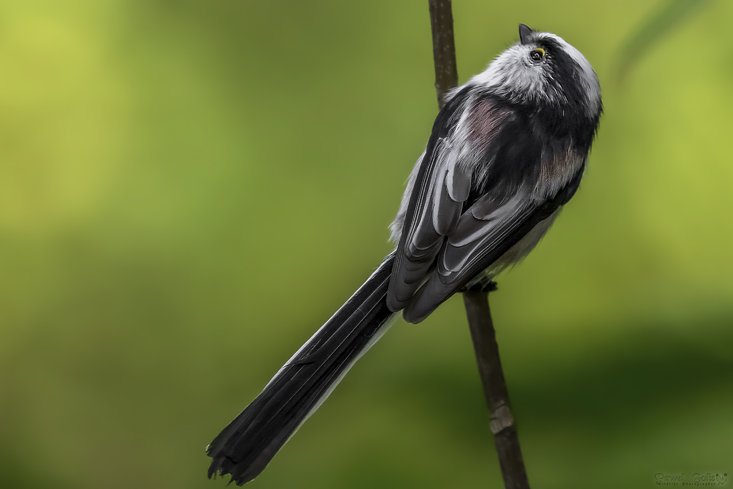 Bushtit dalla coda lunga (Aegithalos caudatus)
