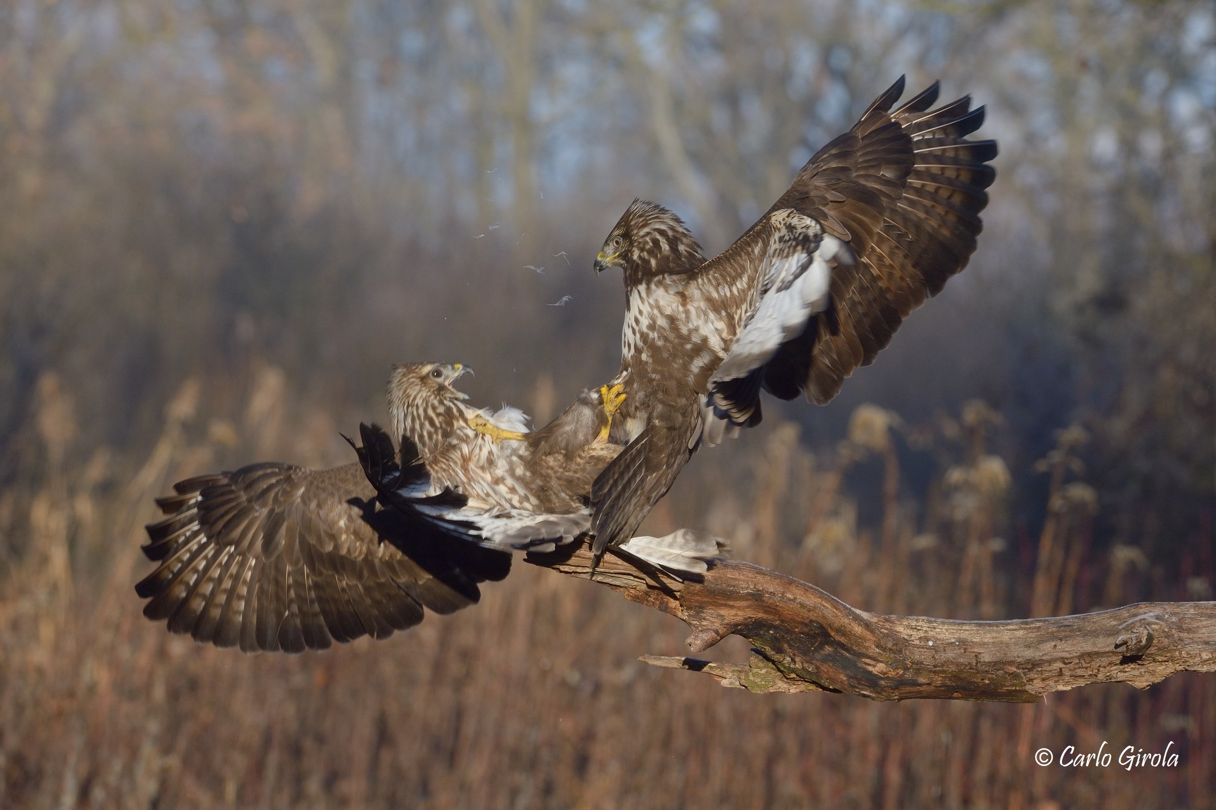 Poiane (Buteo buteo)
