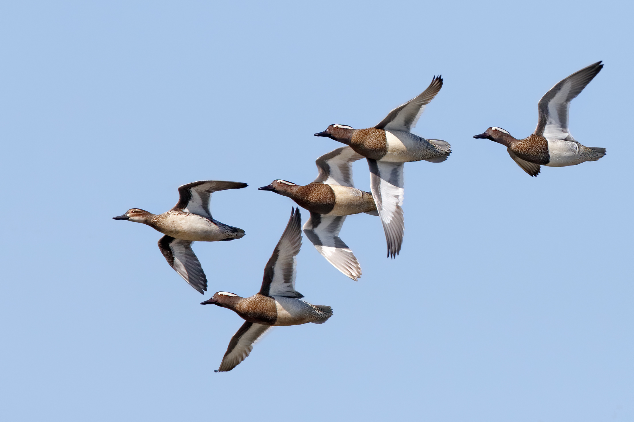 Marzaiole in flight - courtship
