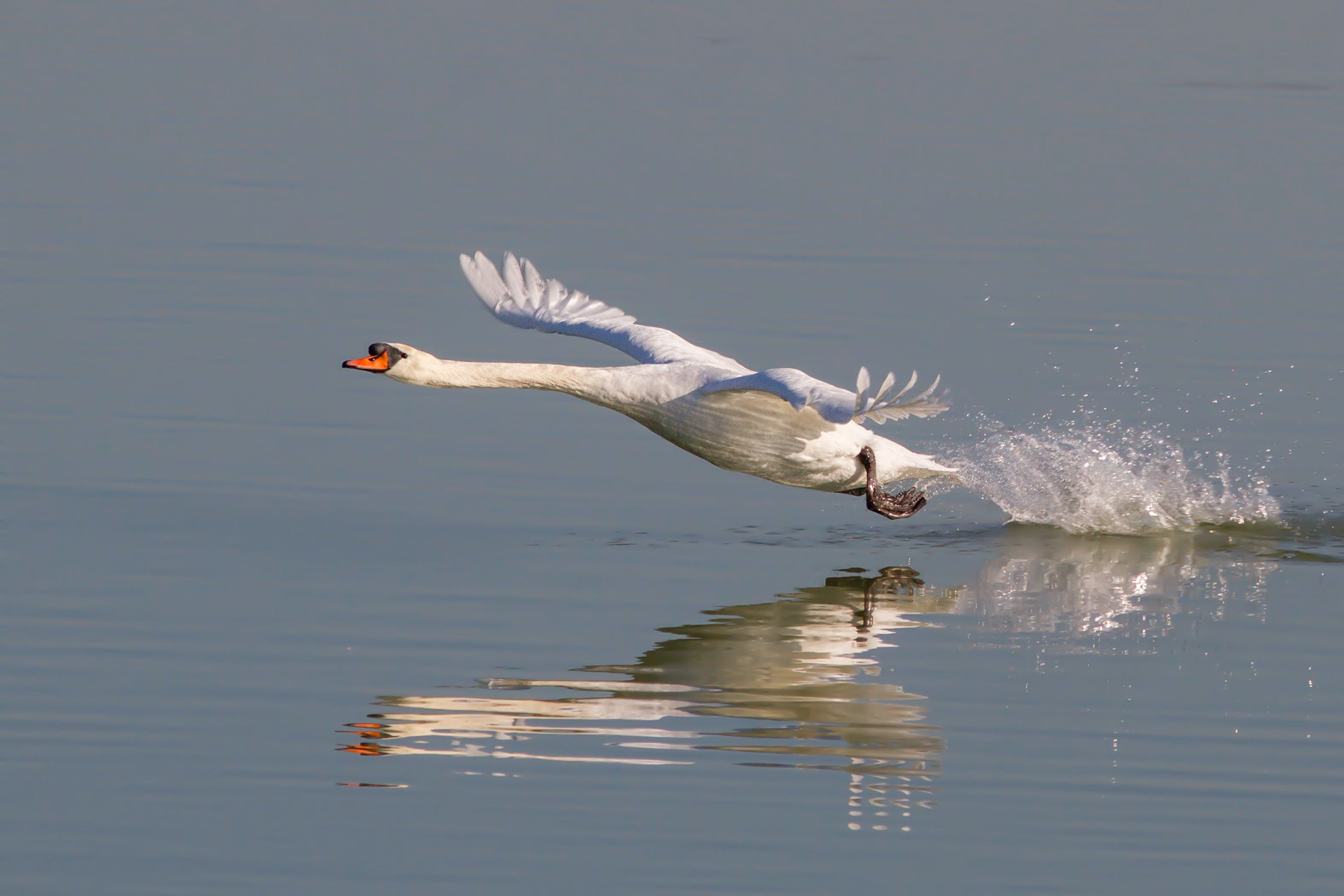The Swan Takeoff