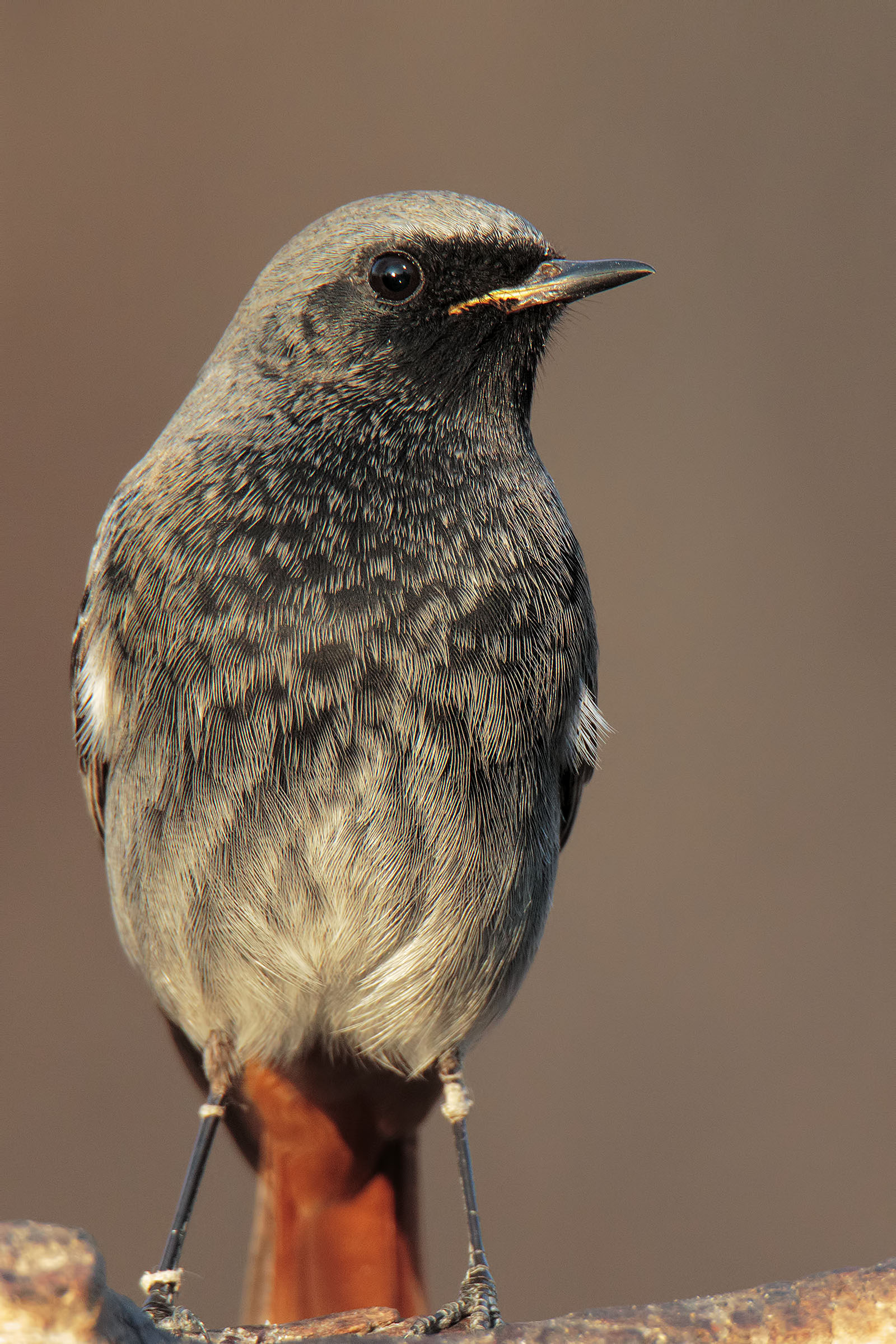 Codirosso spazzacamino